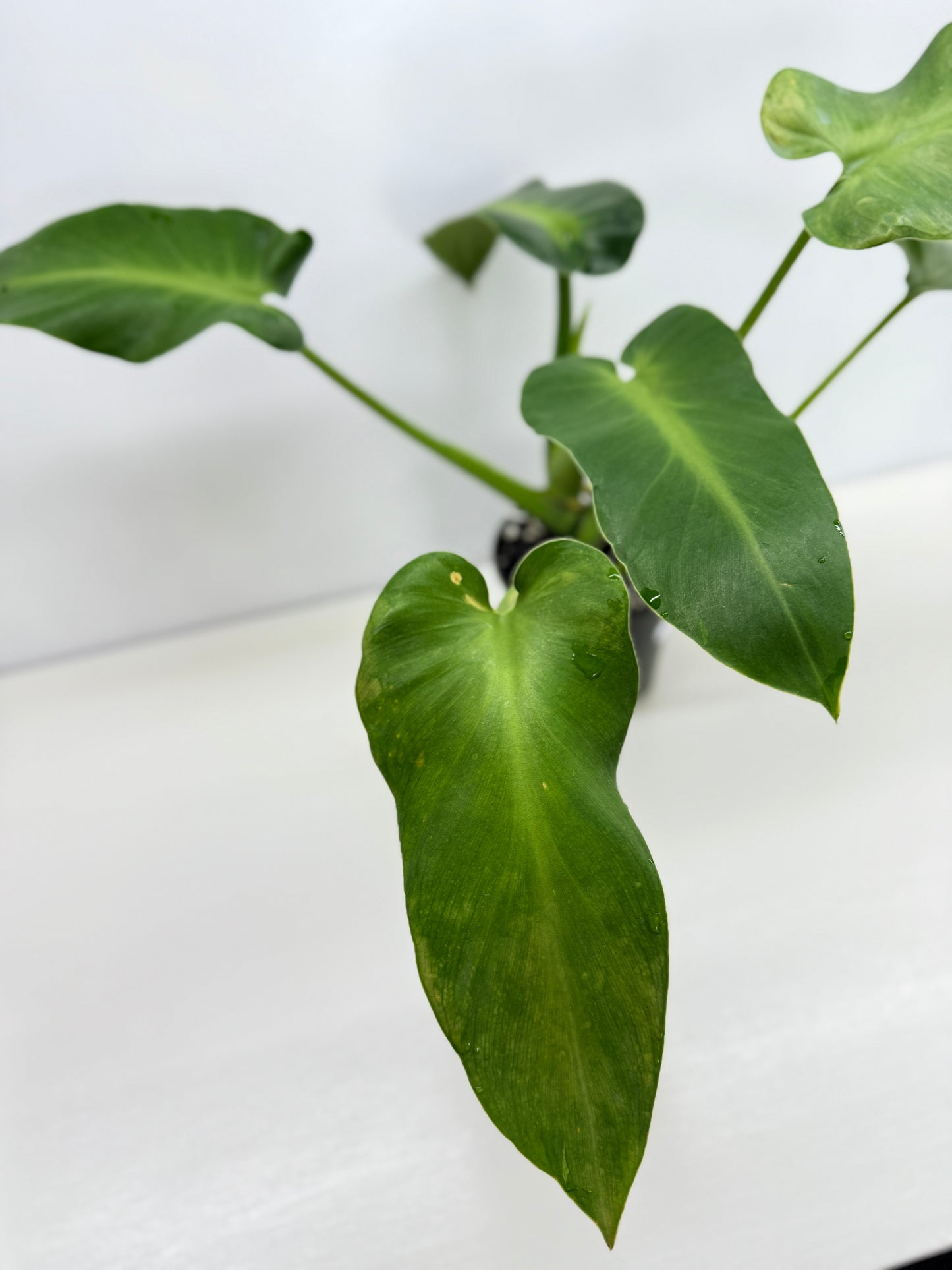 Philodendron Rugosum - Large Z31
