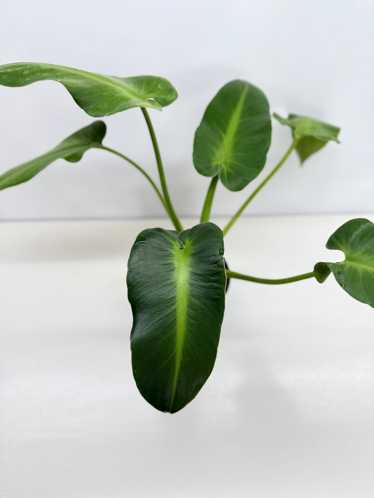 Philodendron Rugosum - Large Z31