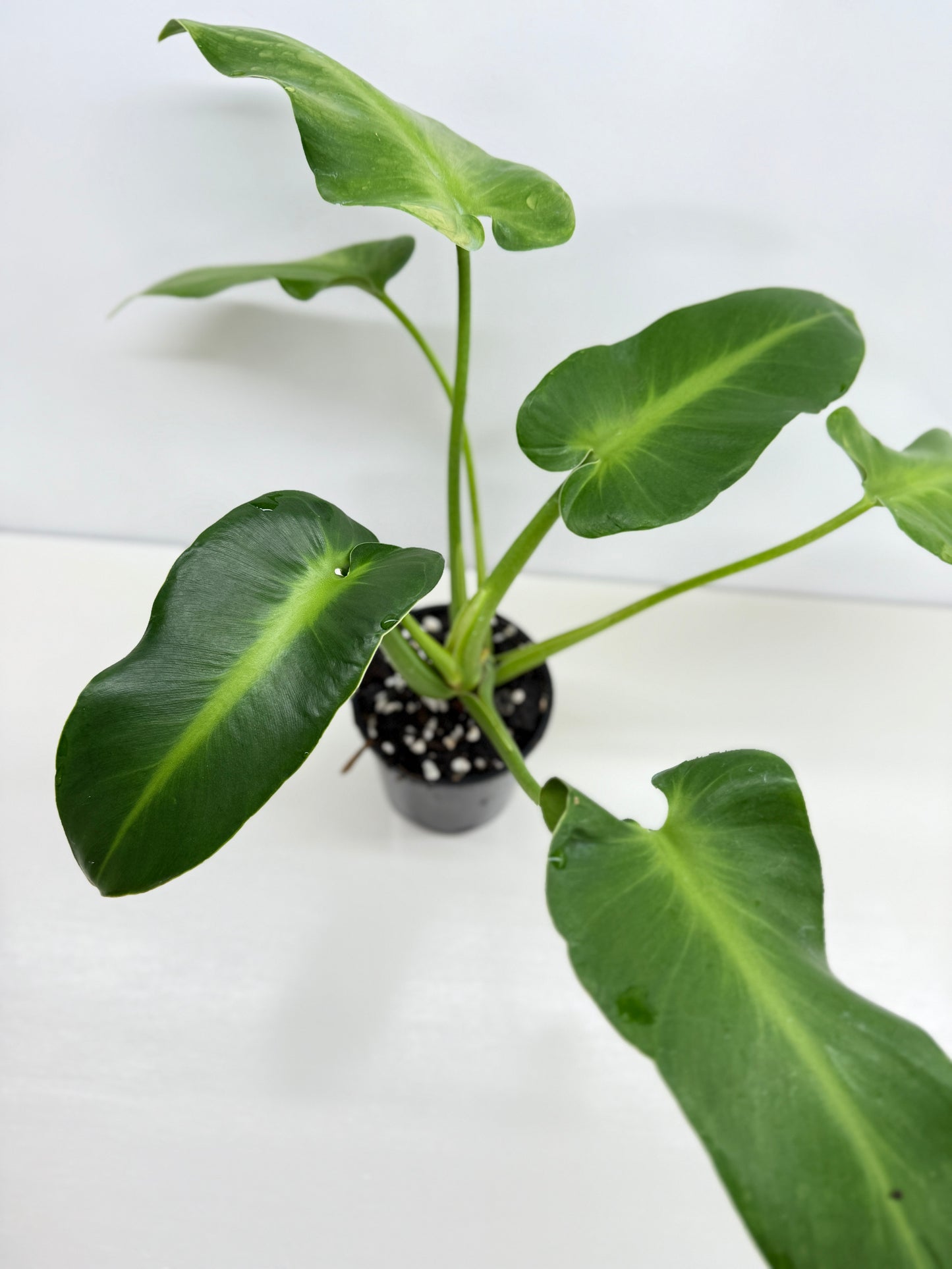 Philodendron Rugosum - Large Z31