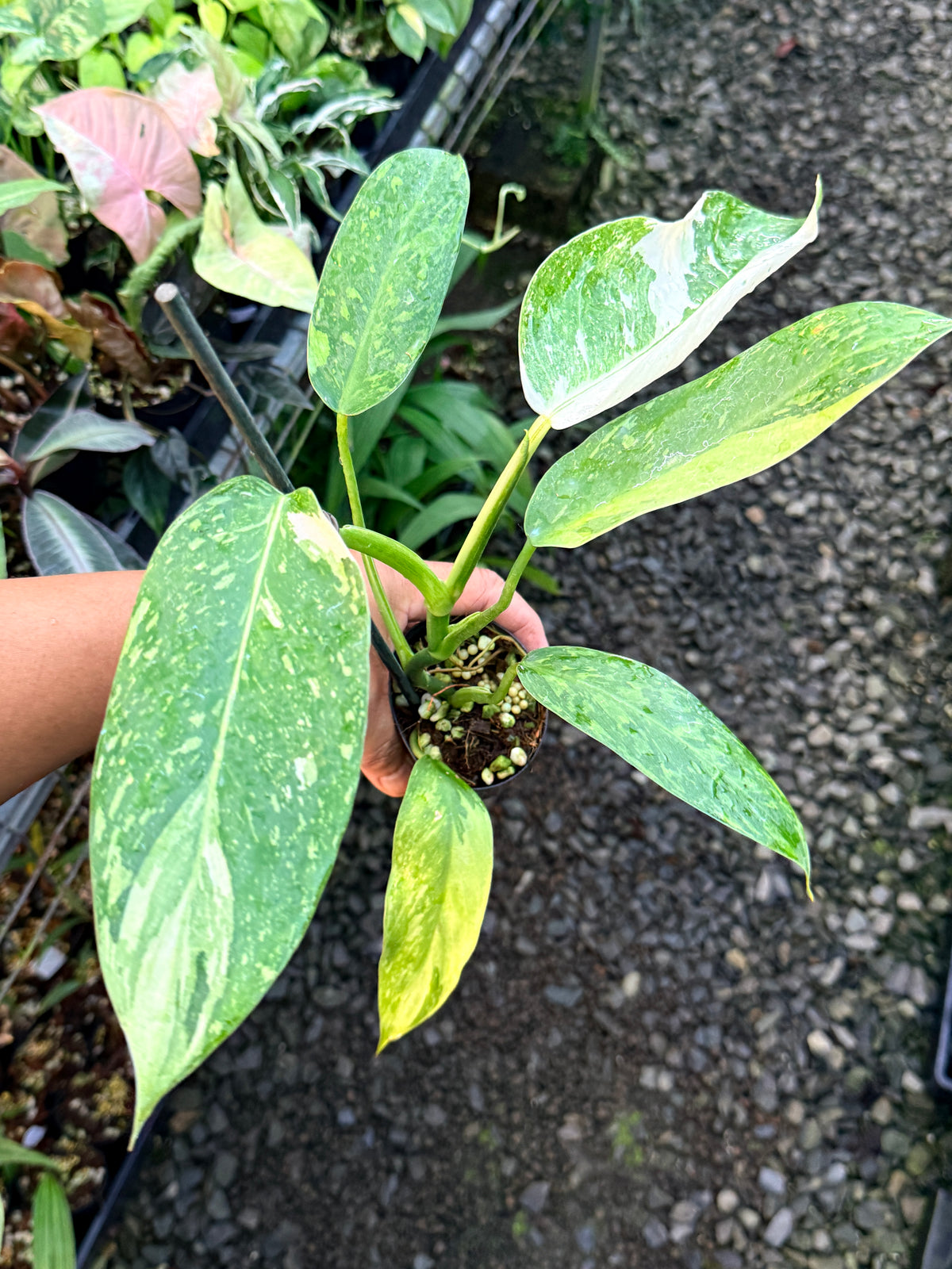 Philodendron Jose Buono Variegated S3