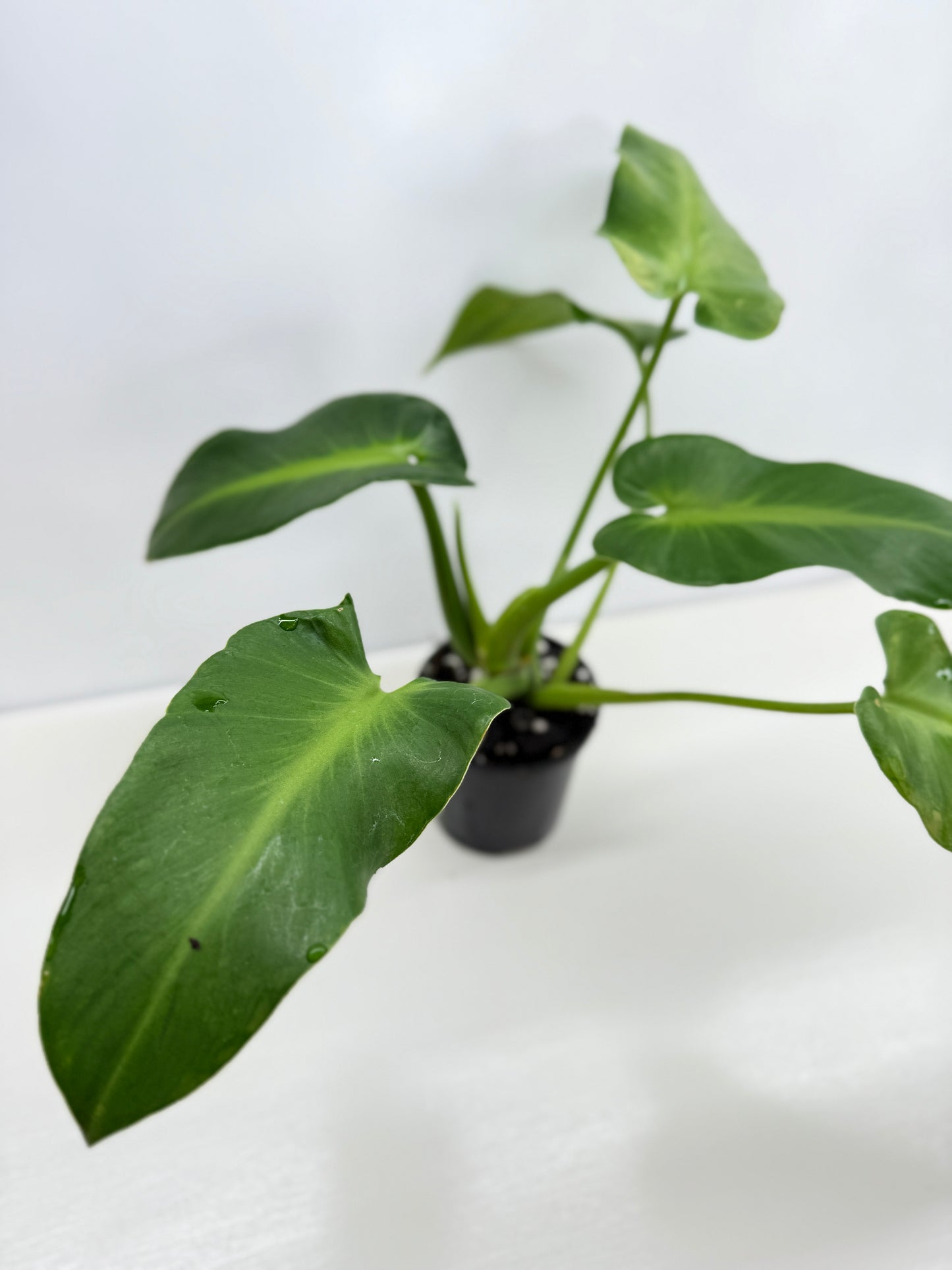 Philodendron Rugosum - Large Z31