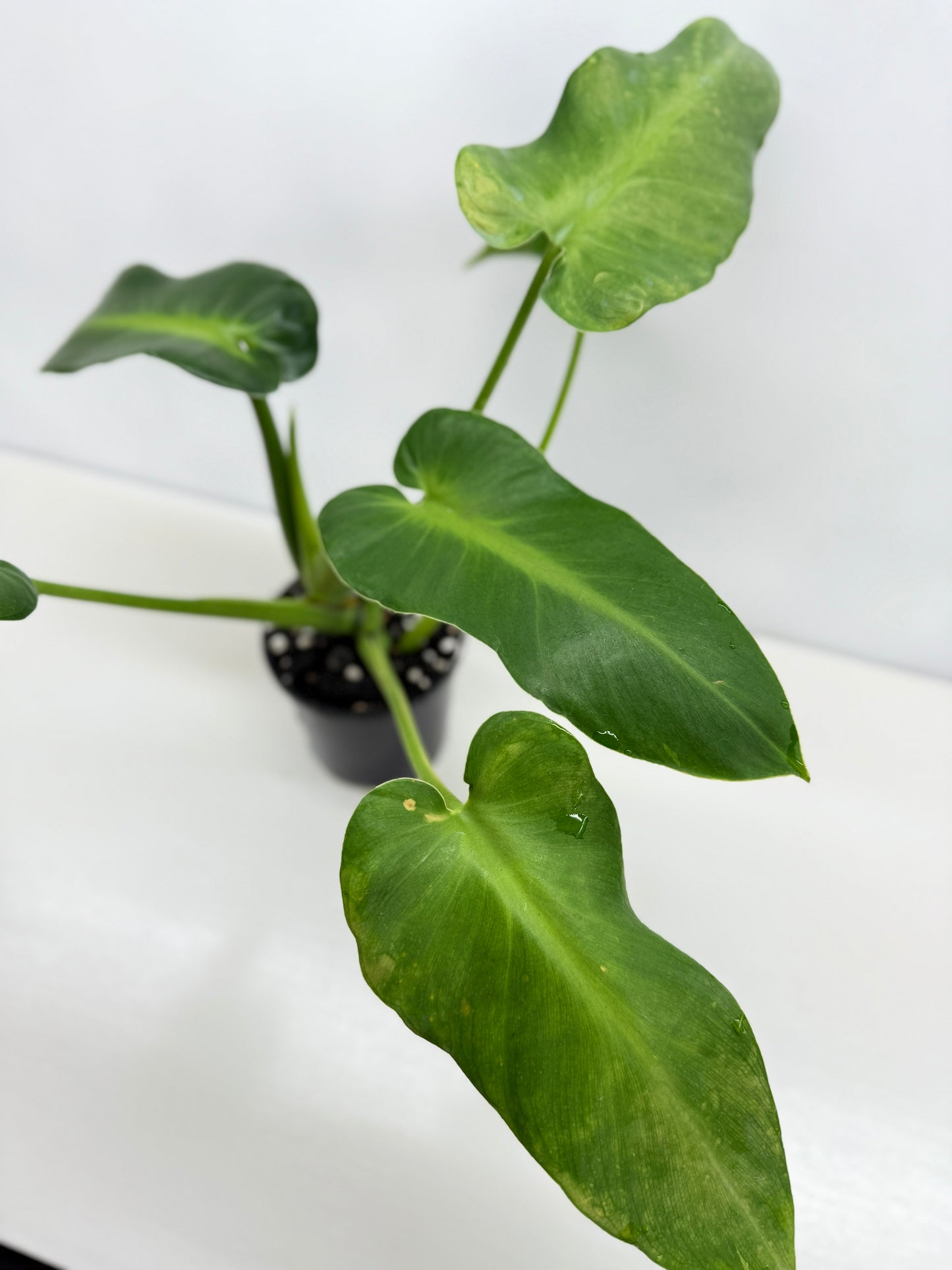 Philodendron Rugosum - Large Z31