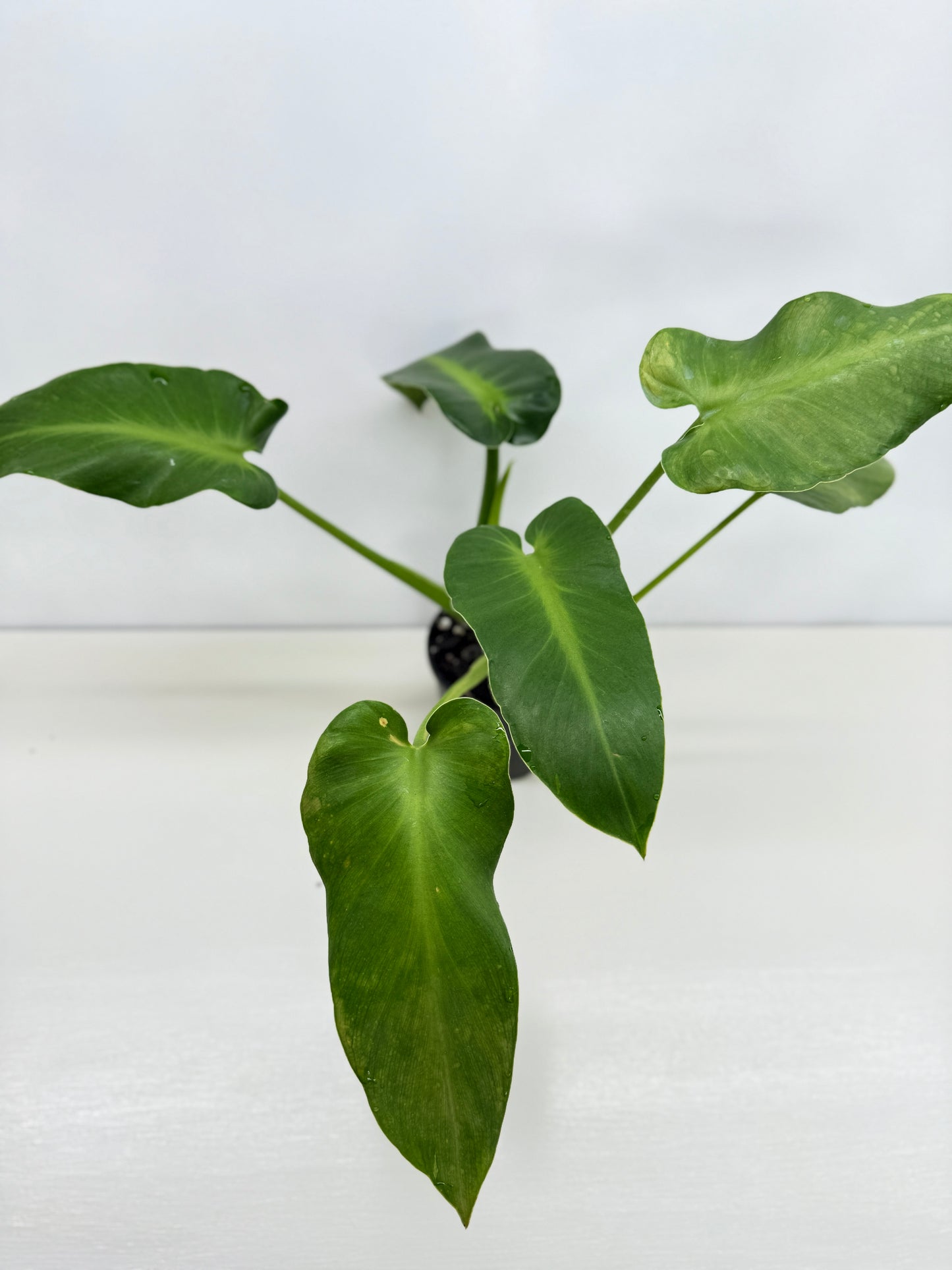 Philodendron Rugosum - Large Z31