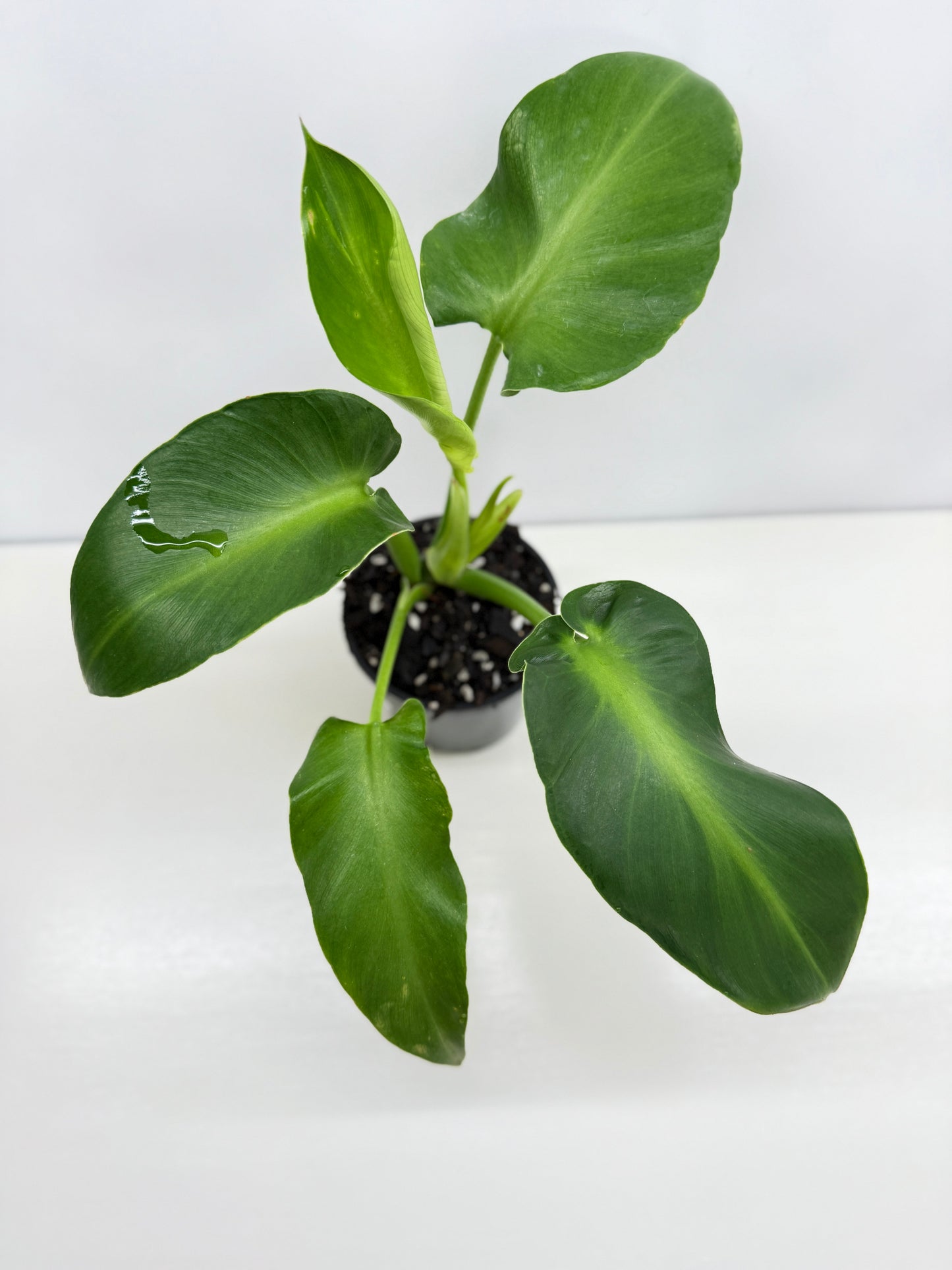Philodendron Rugosum - Large Z32