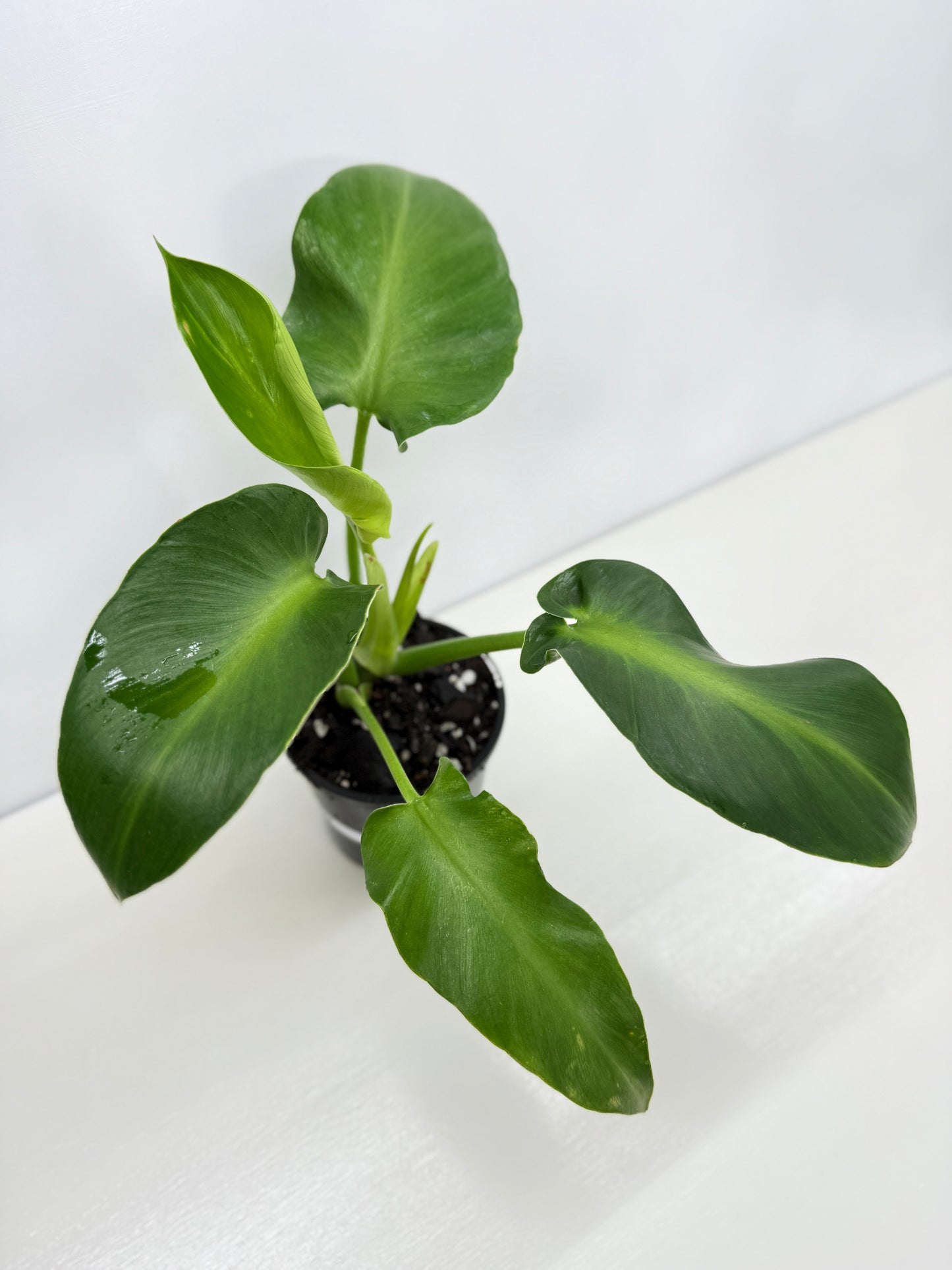 Philodendron Rugosum - Large Z32