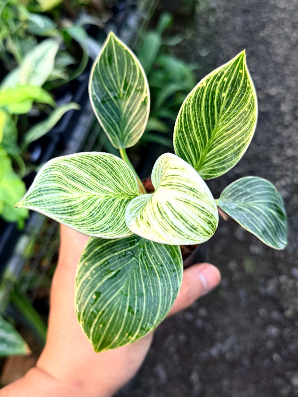Philodendron 'Birkin Galaxy' S5
