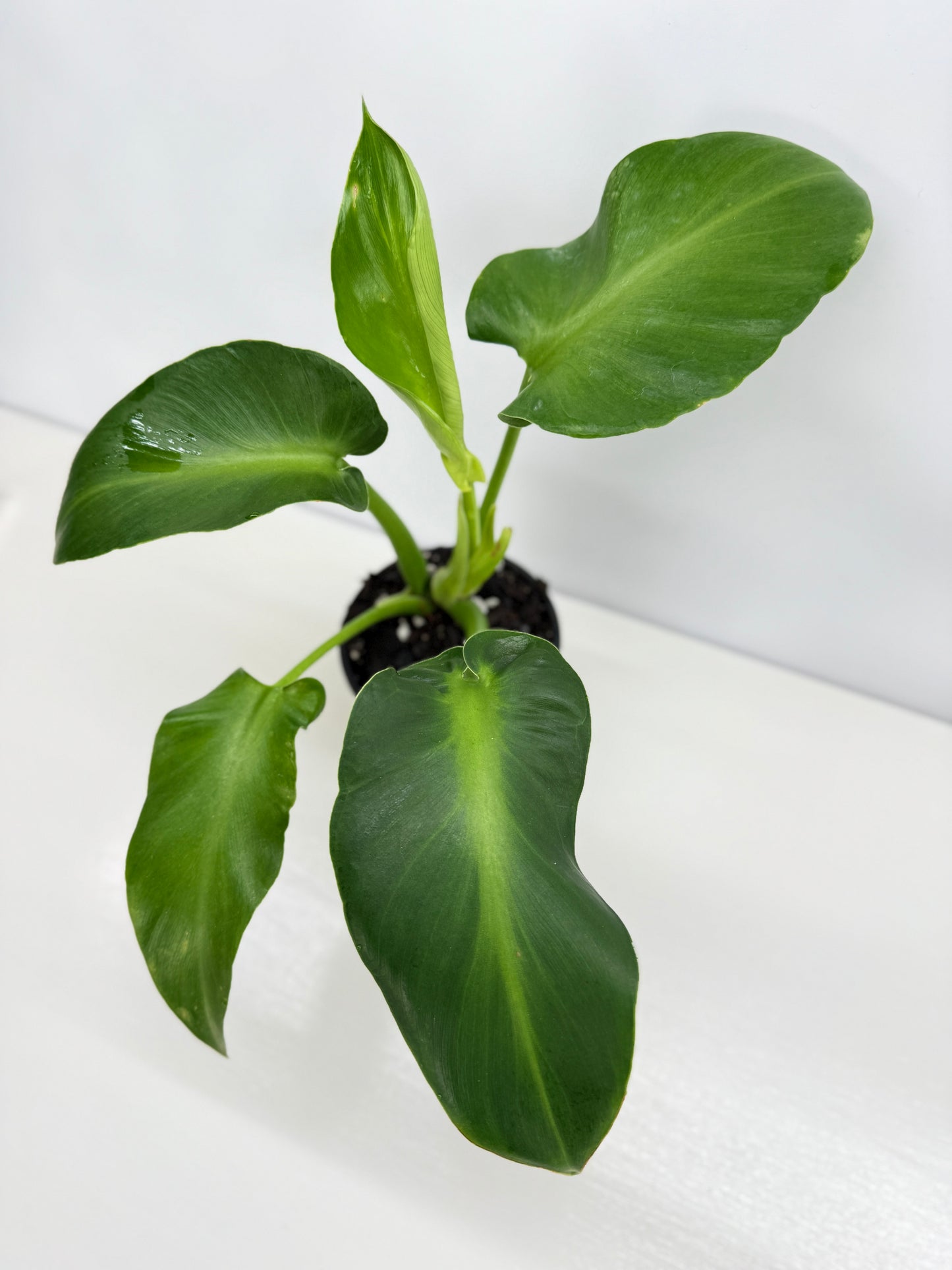 Philodendron Rugosum - Large Z32