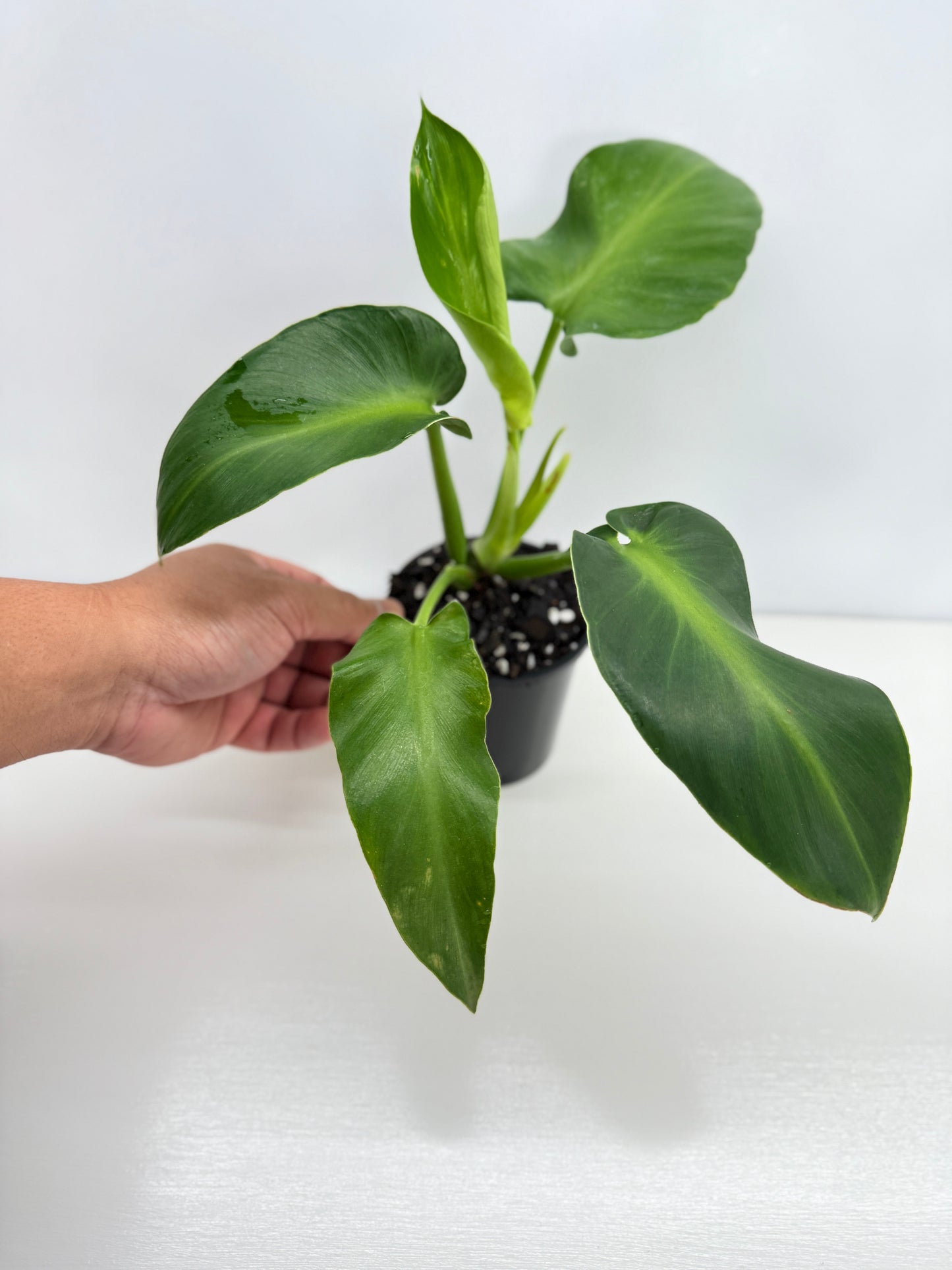 Philodendron Rugosum - Large Z32
