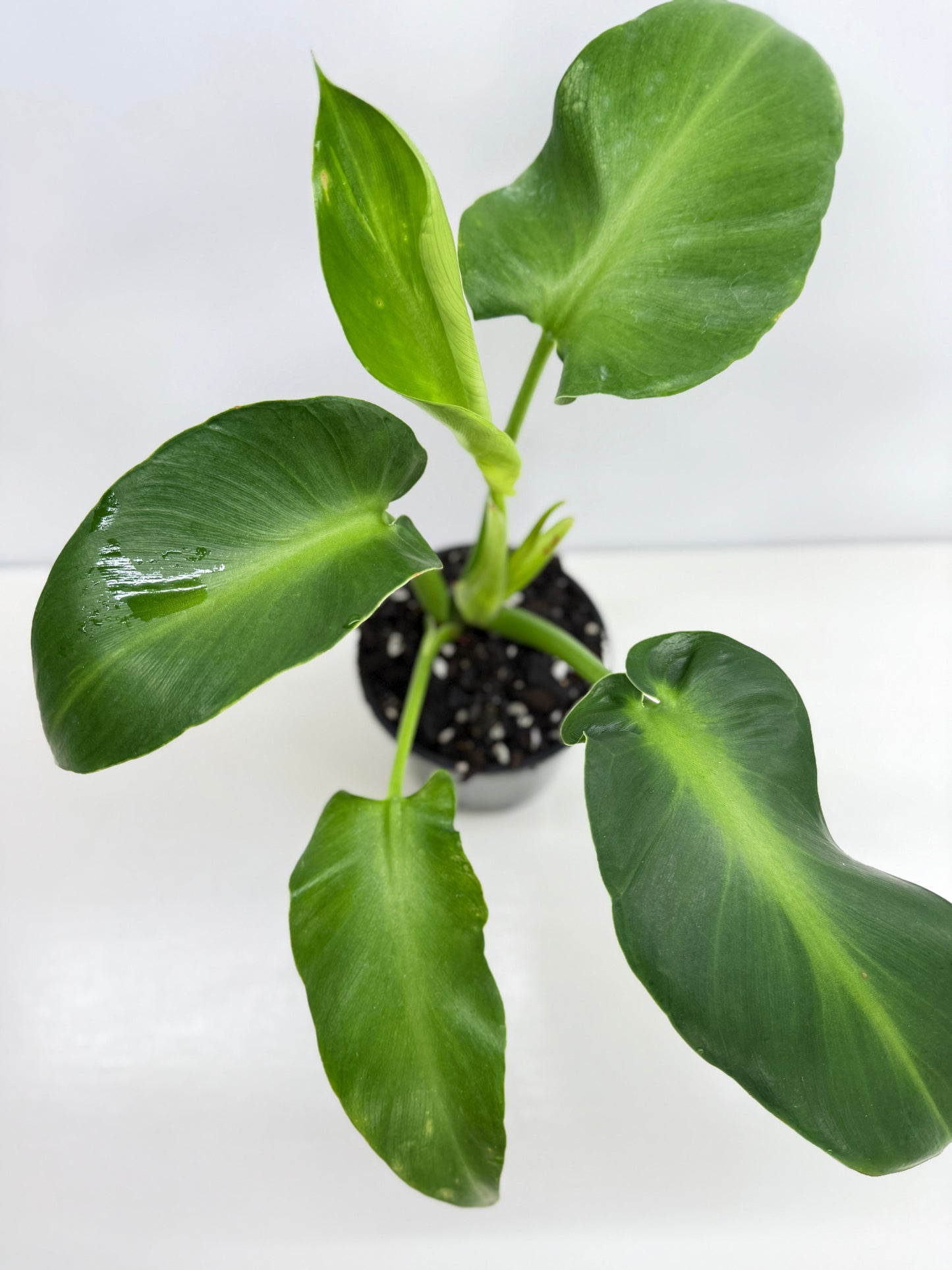 Philodendron Rugosum - Large Z32