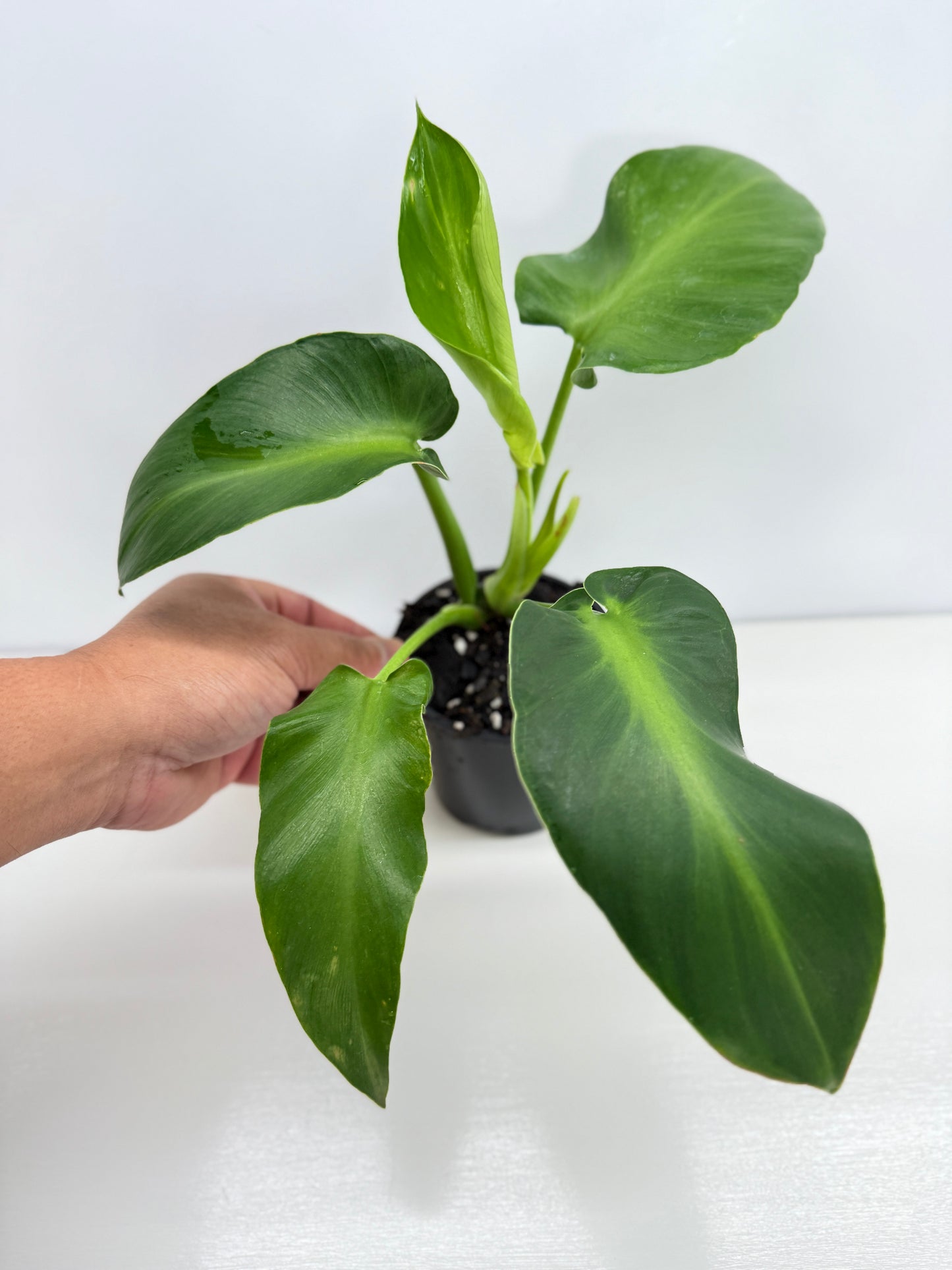 Philodendron Rugosum - Large Z32