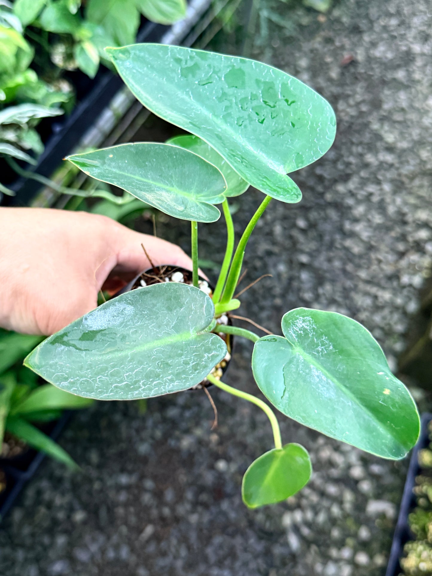 Philodendron 'Corcovadense' S2