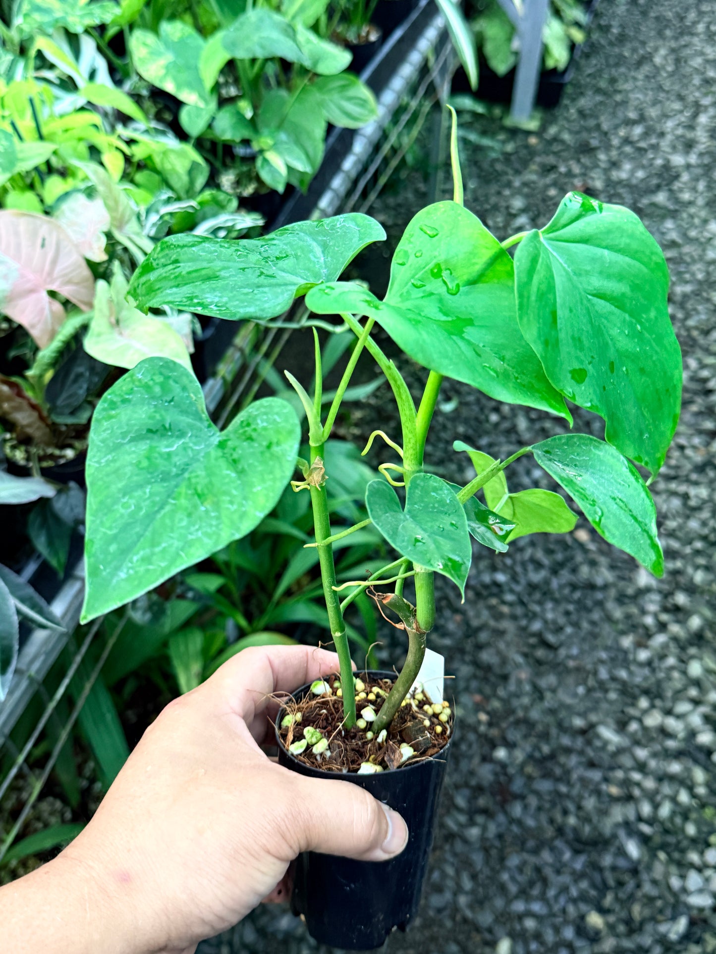 Philodendron 'Jacquinii' S8