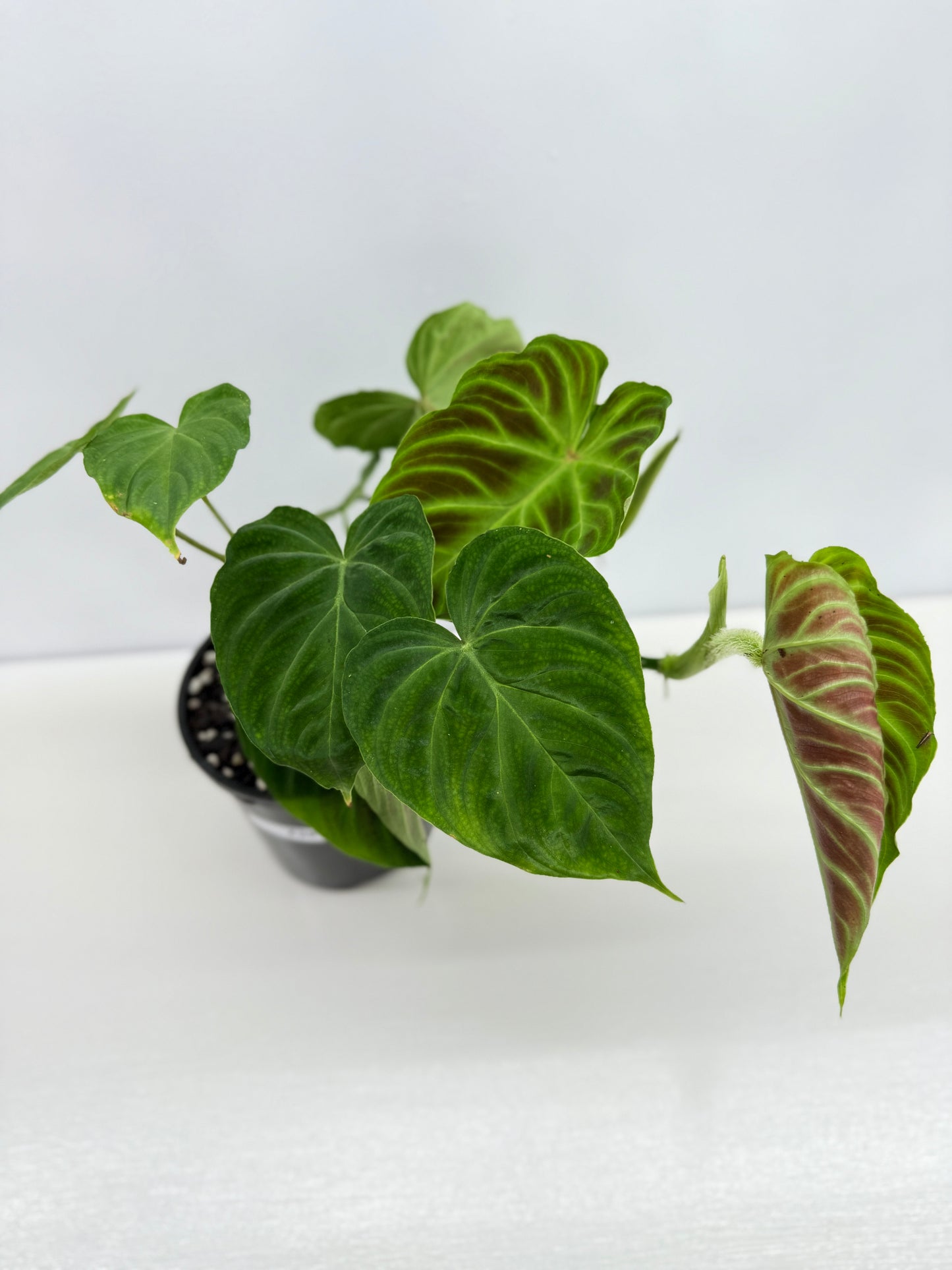 Philodendron Verrucosum Z35