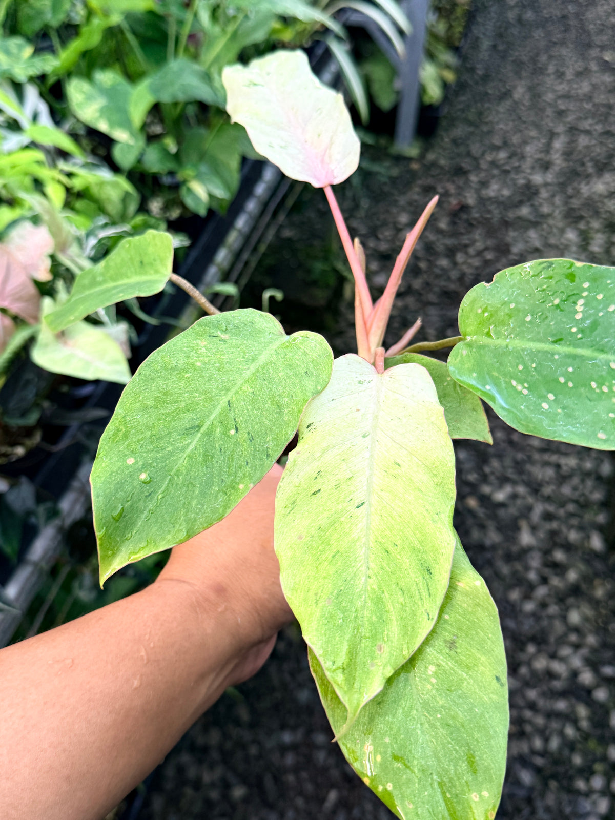 Philodendron 'Snow Drift' S7