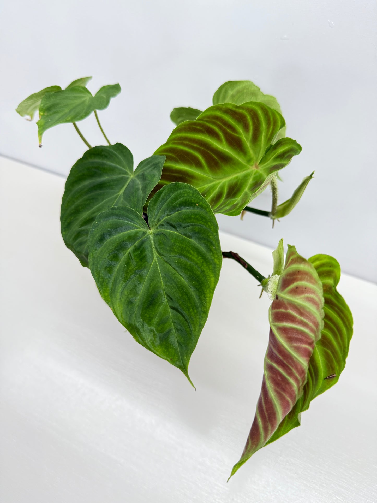 Philodendron Verrucosum Z35