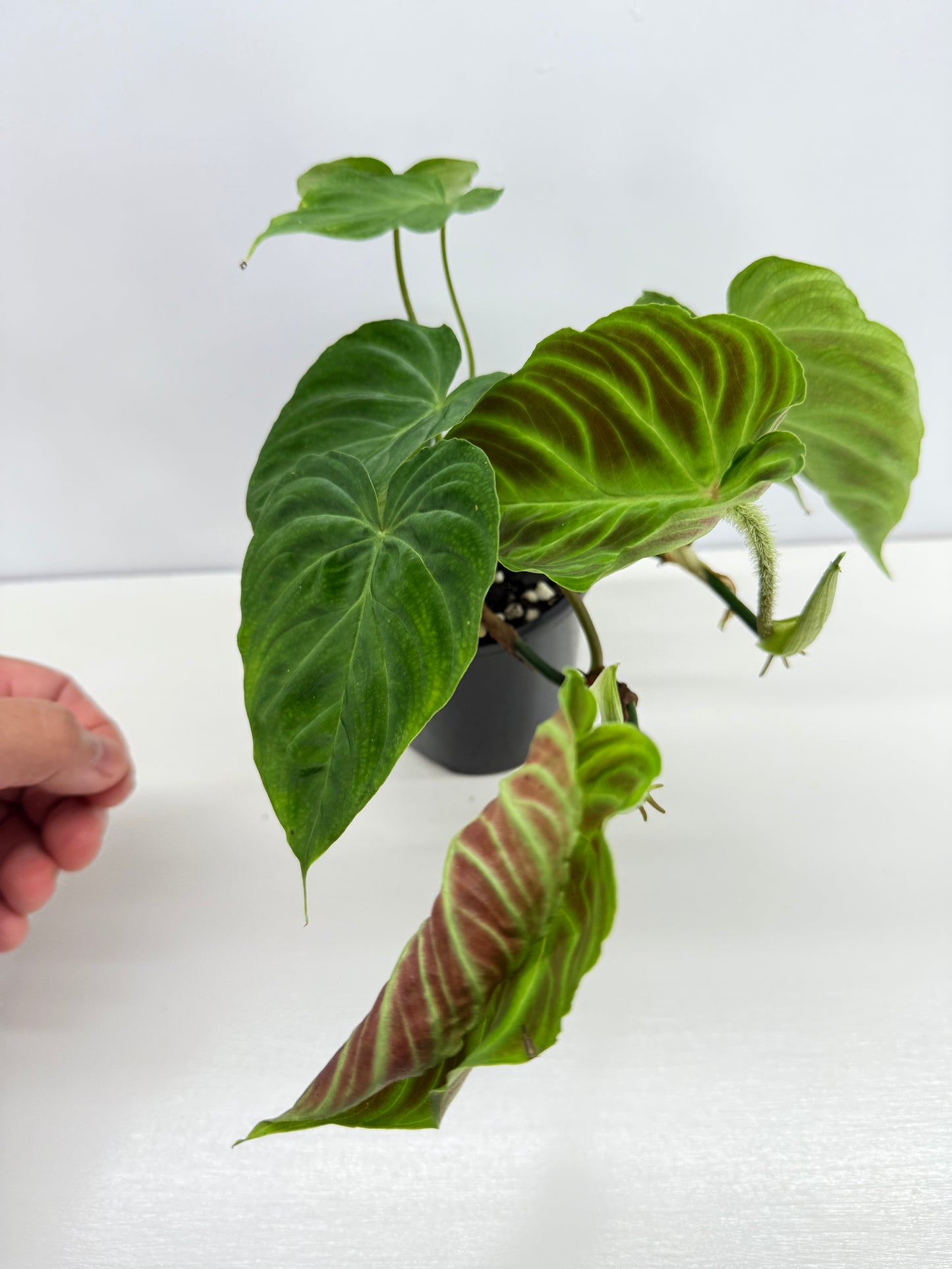 Philodendron Verrucosum Z35
