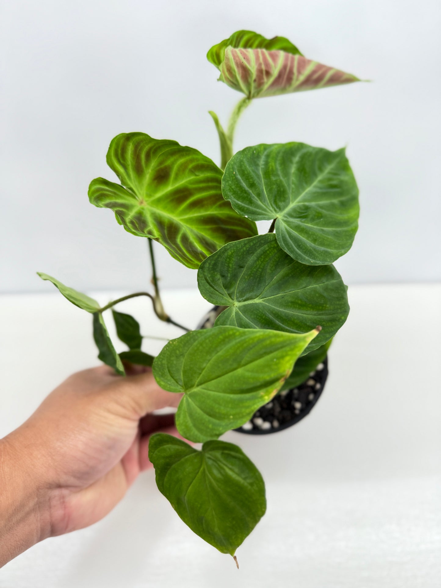 Philodendron Verrucosum Z35