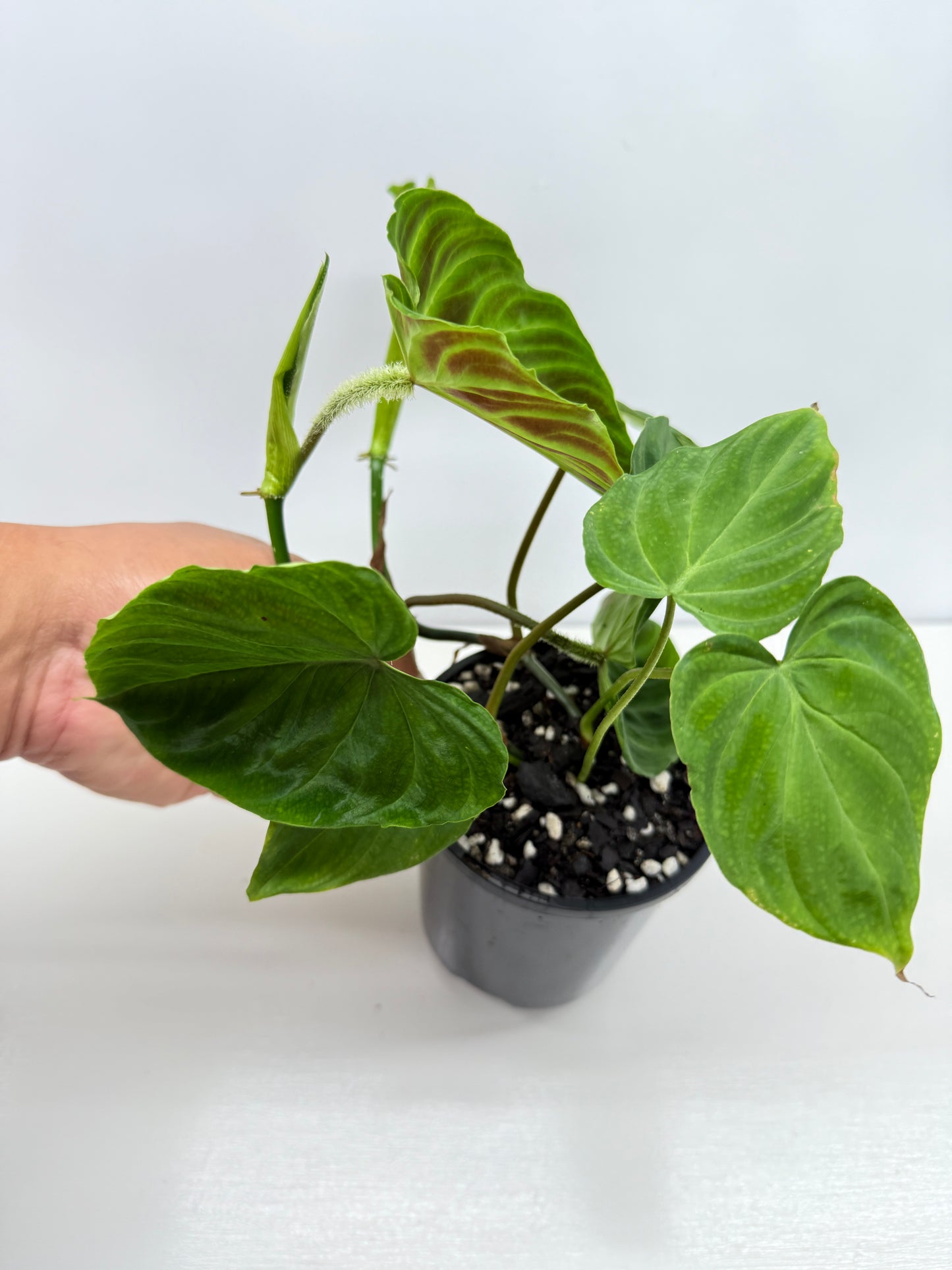 Philodendron Verrucosum Z35