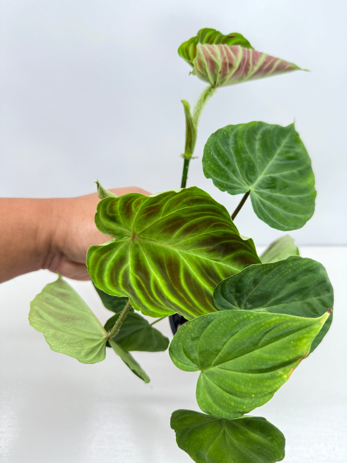 Philodendron Verrucosum Z35