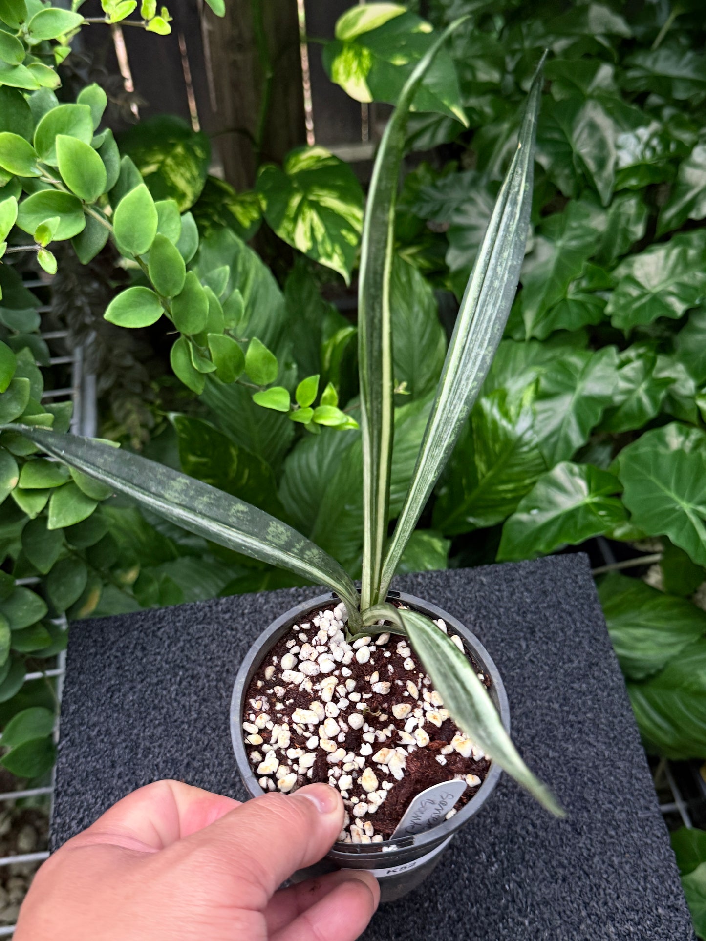 Sansevieria Bantel's Sensation K52
