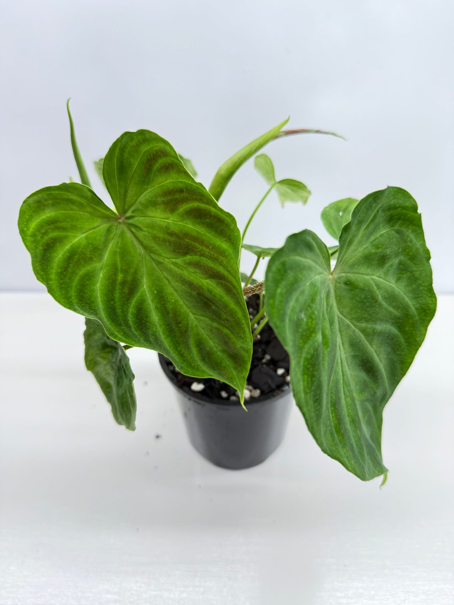 Philodendron Verrucosum Z37