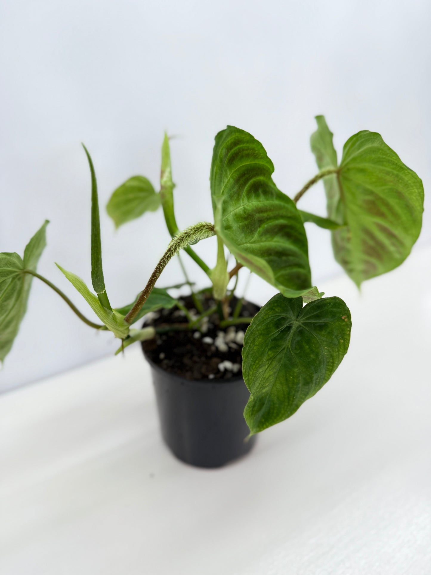 Philodendron Verrucosum Z37