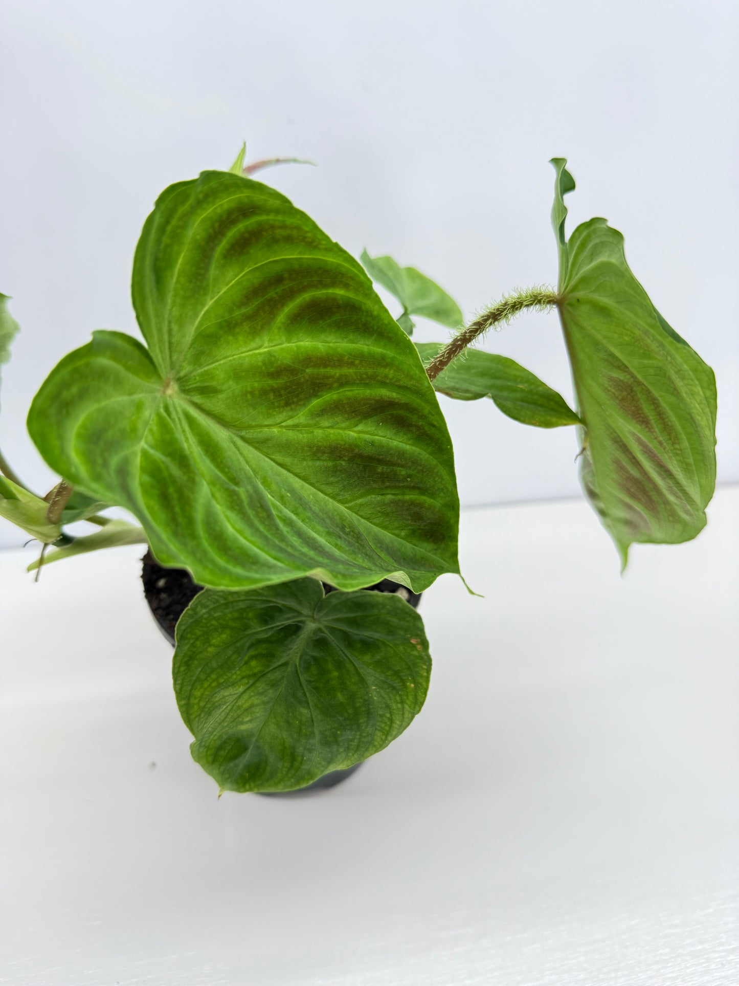 Philodendron Verrucosum Z37