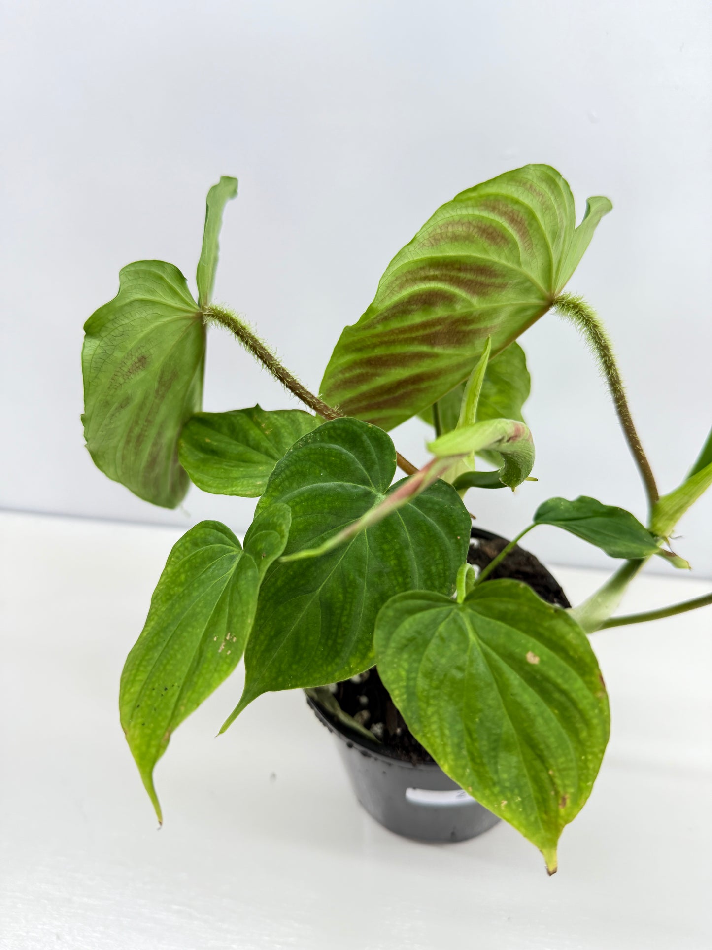 Philodendron Verrucosum Z37