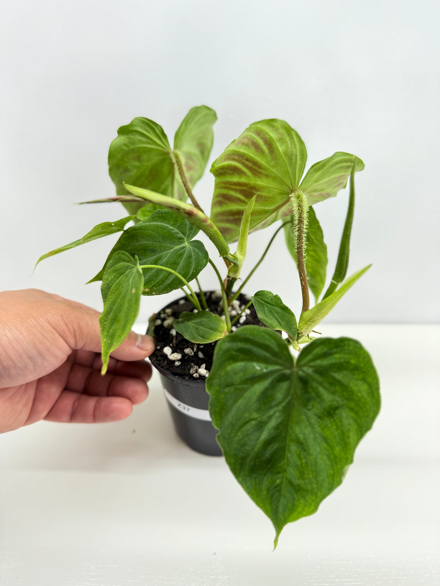 Philodendron Verrucosum Z37