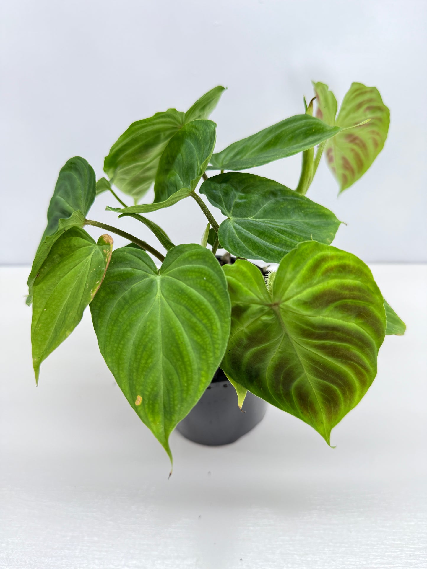 Philodendron Verrucosum Z39