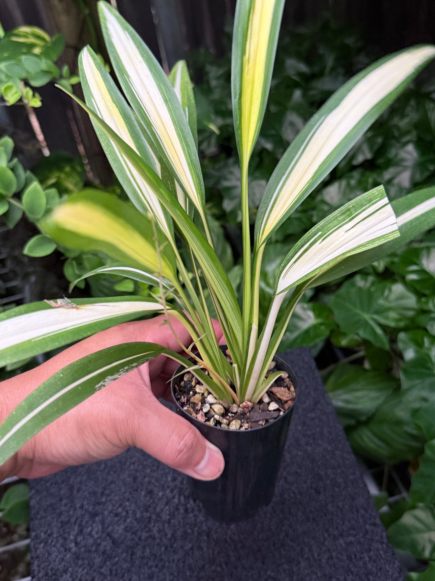 Chlorophytum capense Variegata aka 'Variegated Spider Plant' K54