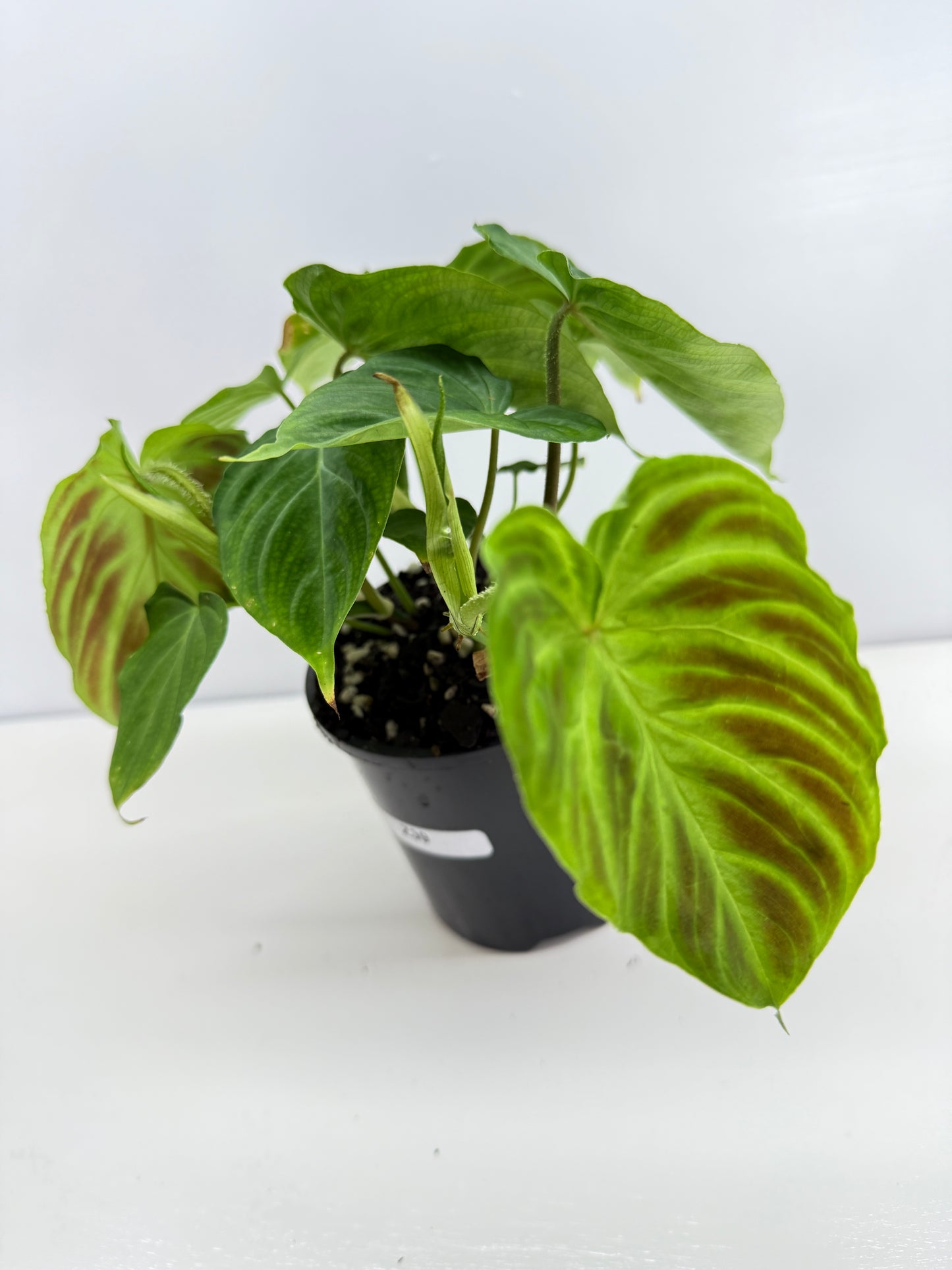 Philodendron Verrucosum Z39