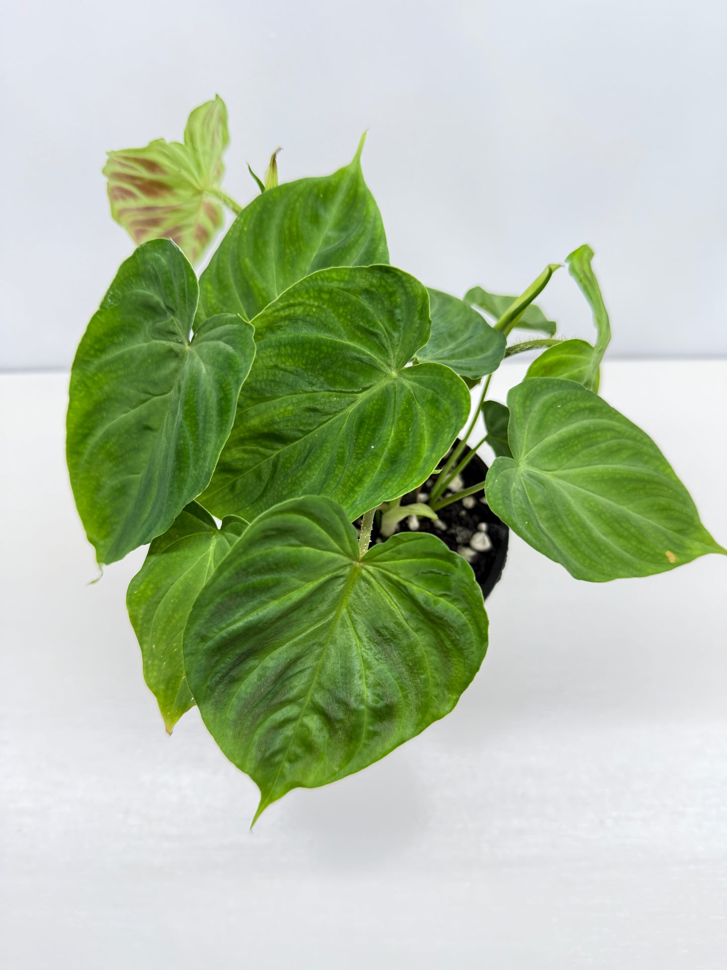 Philodendron Verrucosum Z39