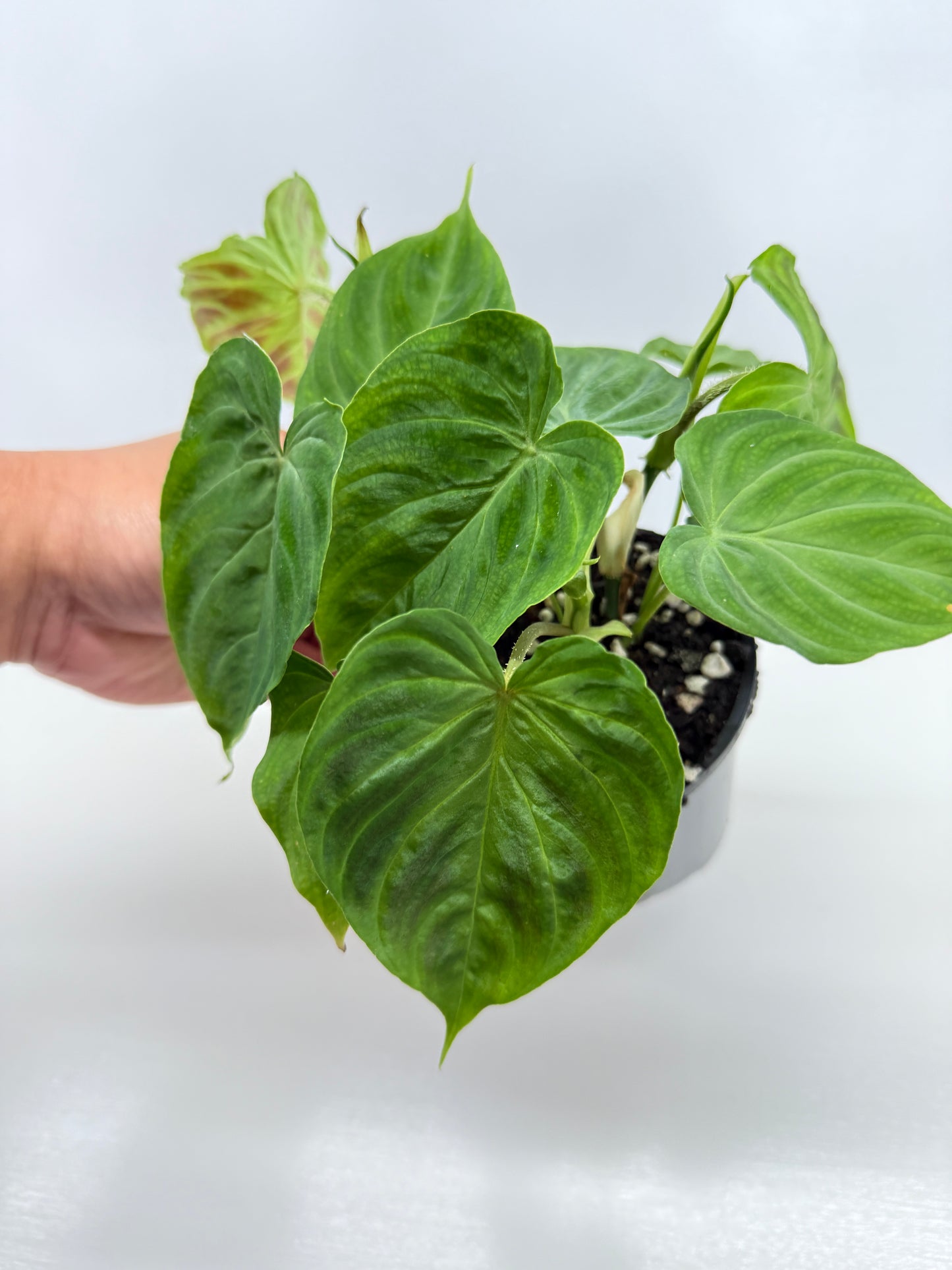 Philodendron Verrucosum Z39