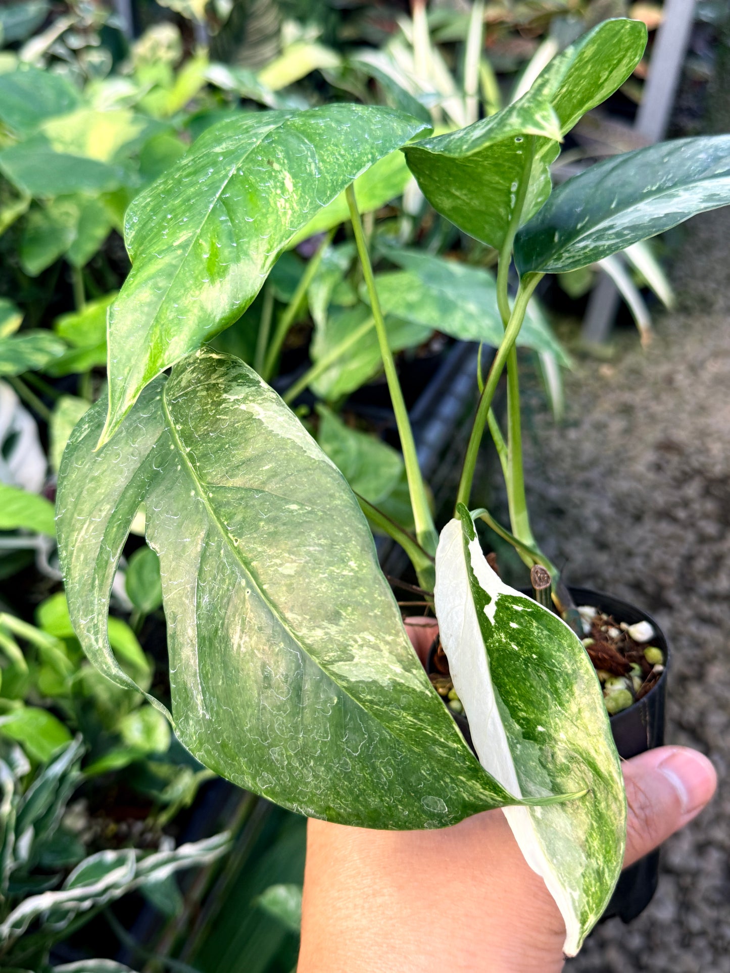 Epipremnum pinnatum 'Variegata' S11