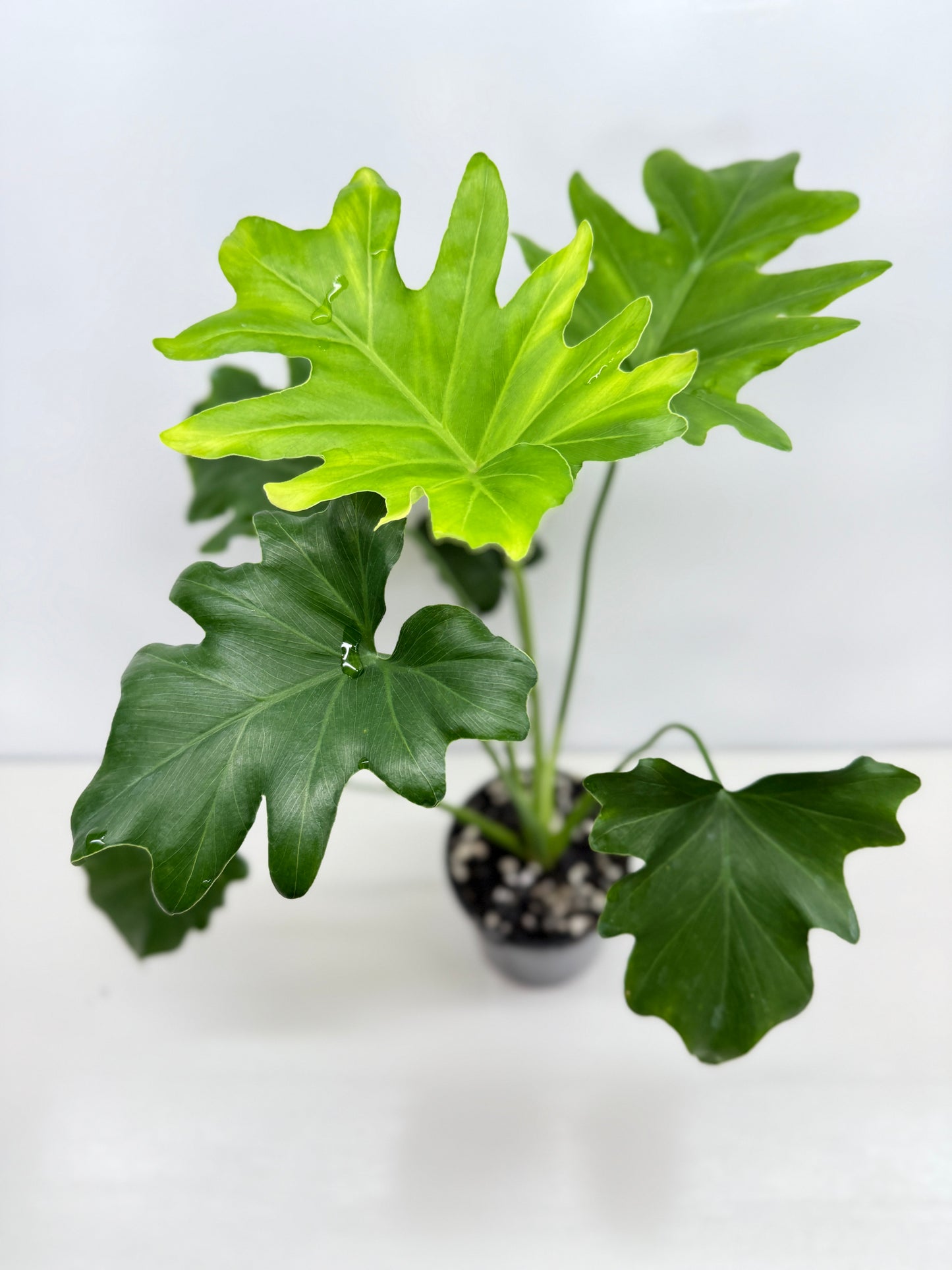 Philodendron Selloum Hope Z38
