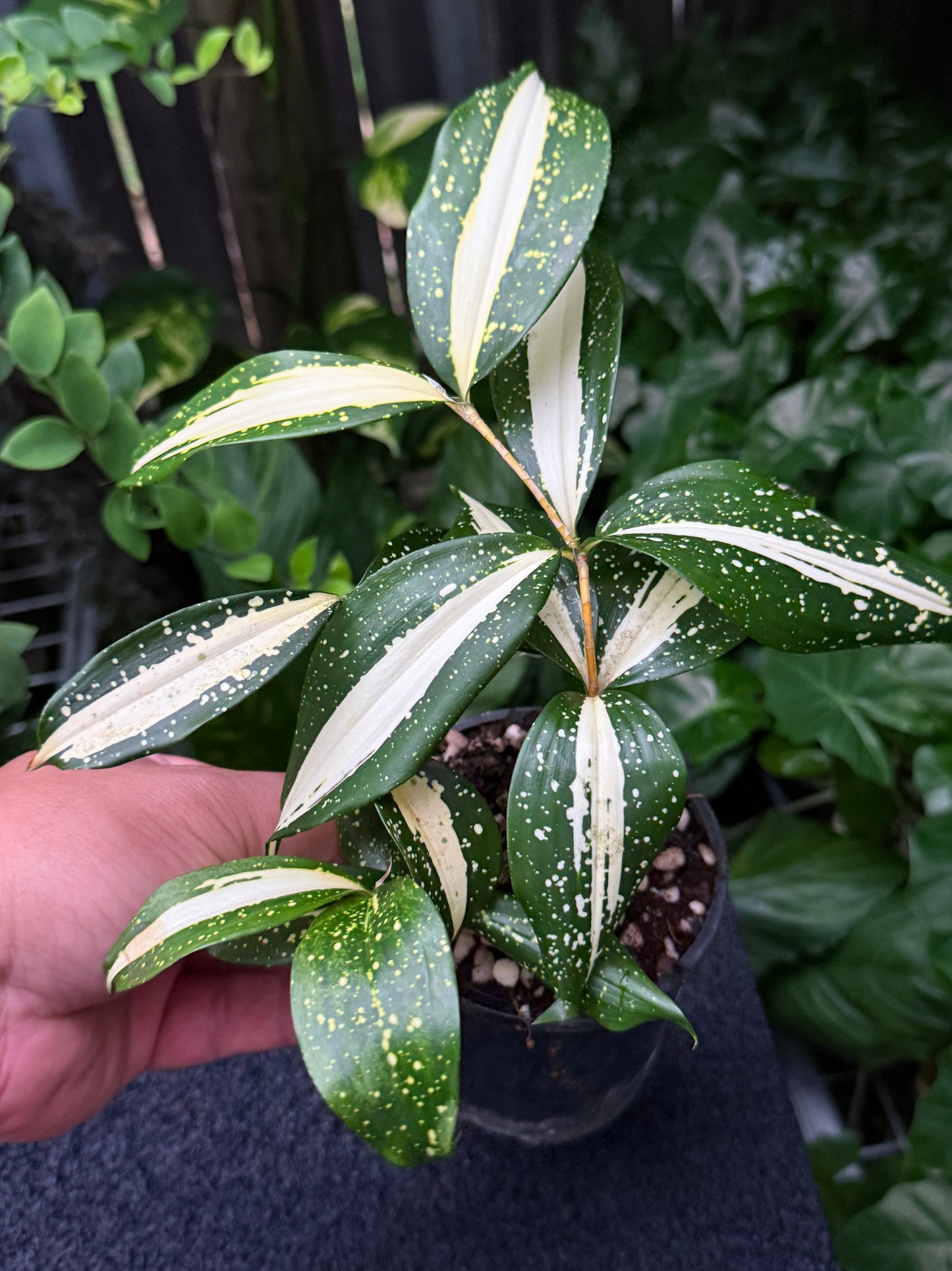 Dracaena 'Milky Way' K53