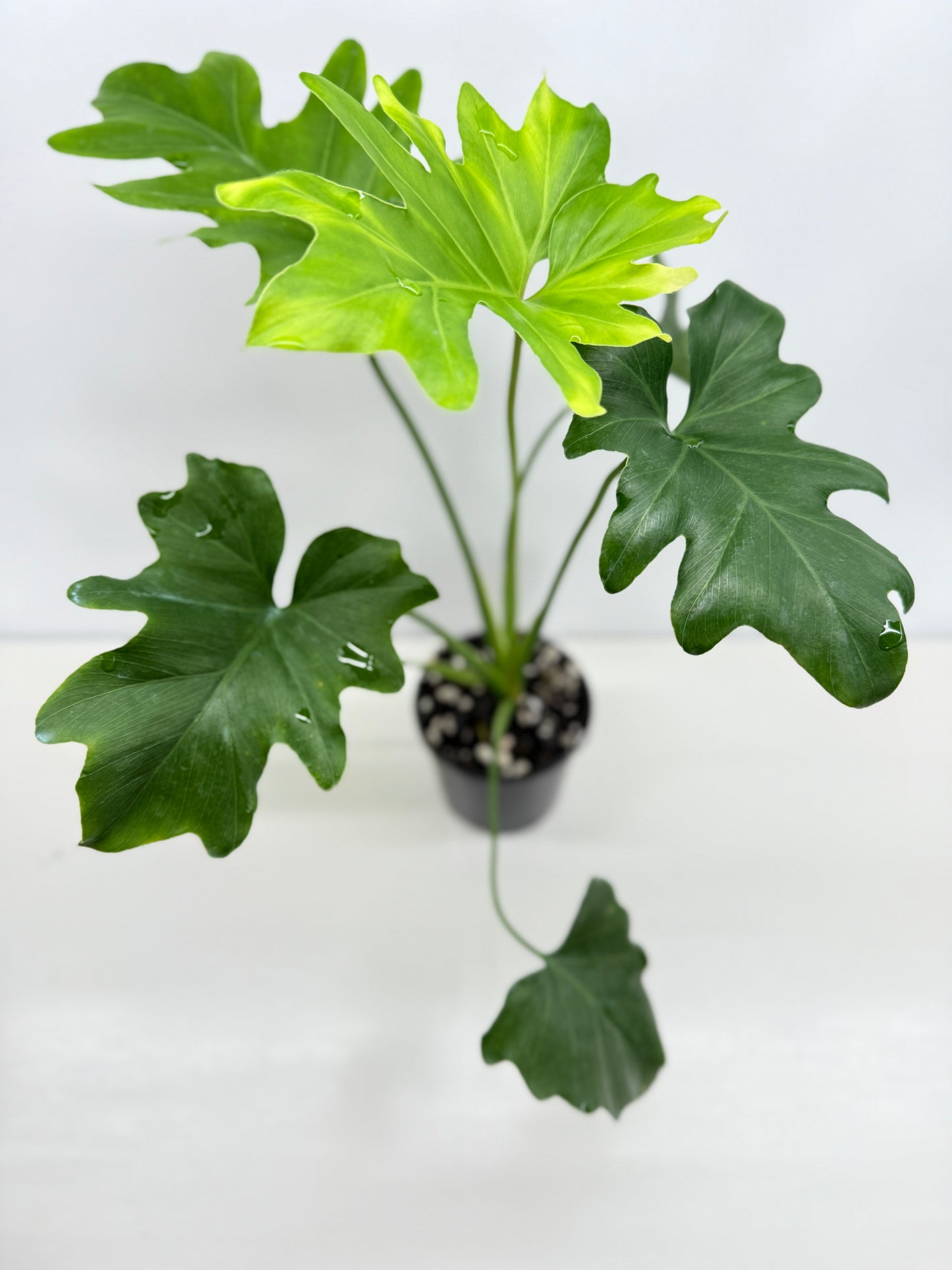 Philodendron Selloum Hope Z38