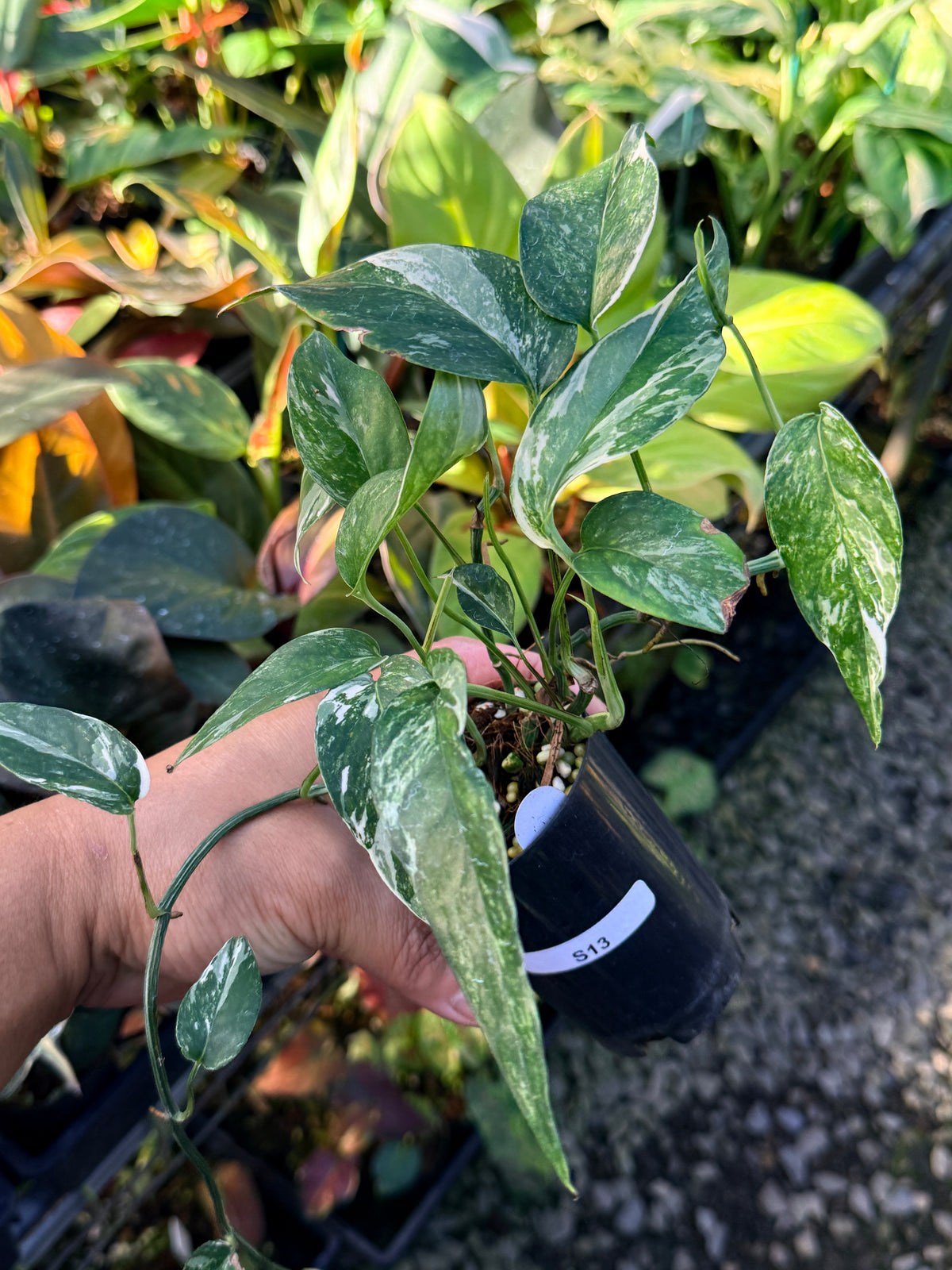 Epipremnum pinnatum 'Variegata' S13
