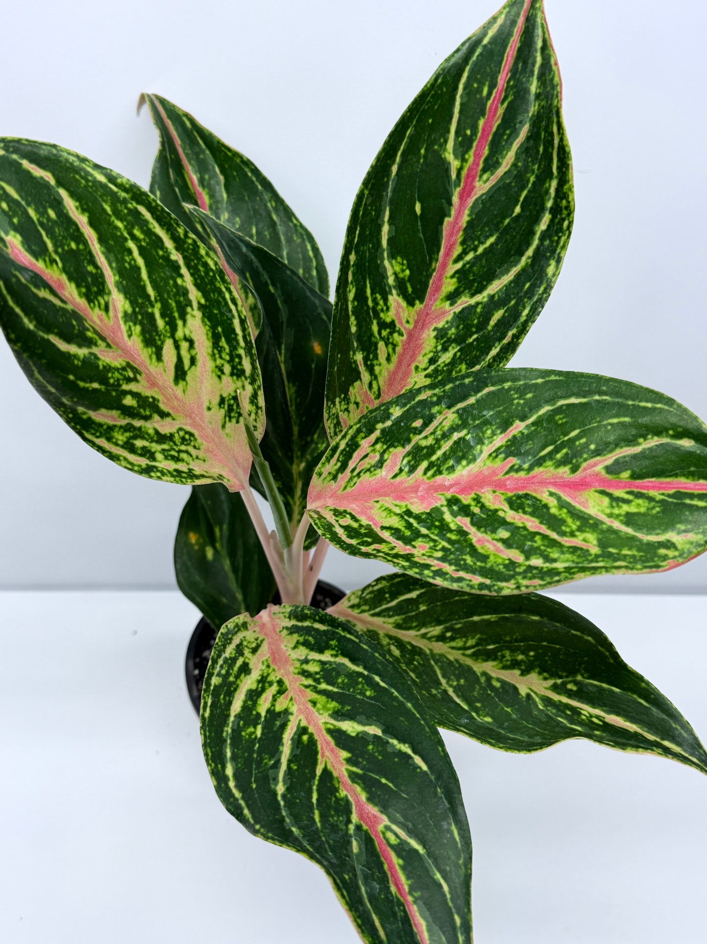 Aglaonema Night Sparkle R27