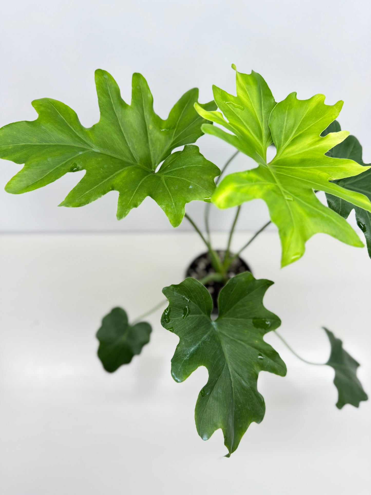 Philodendron Selloum Hope Z38