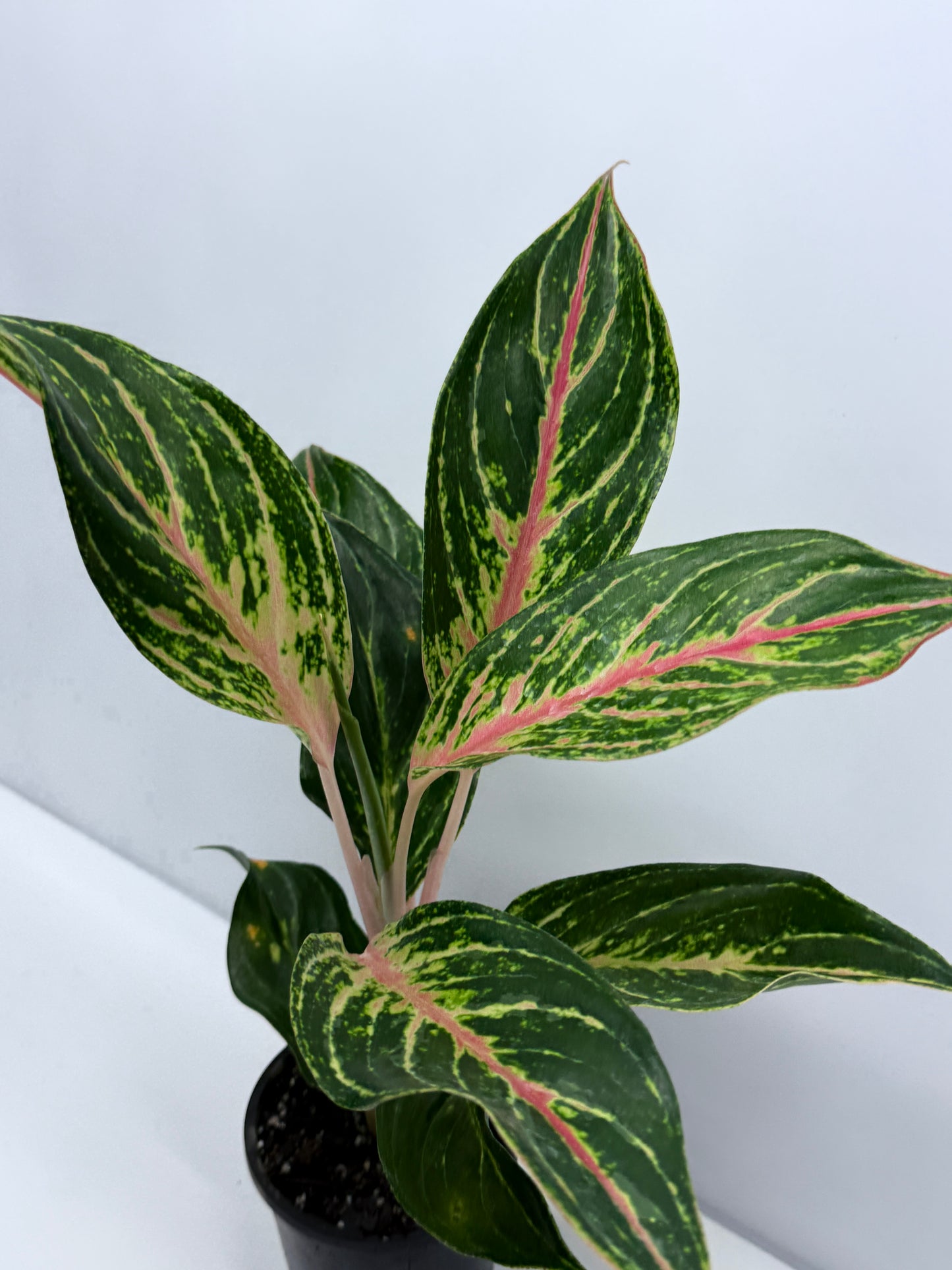 Aglaonema Night Sparkle R27