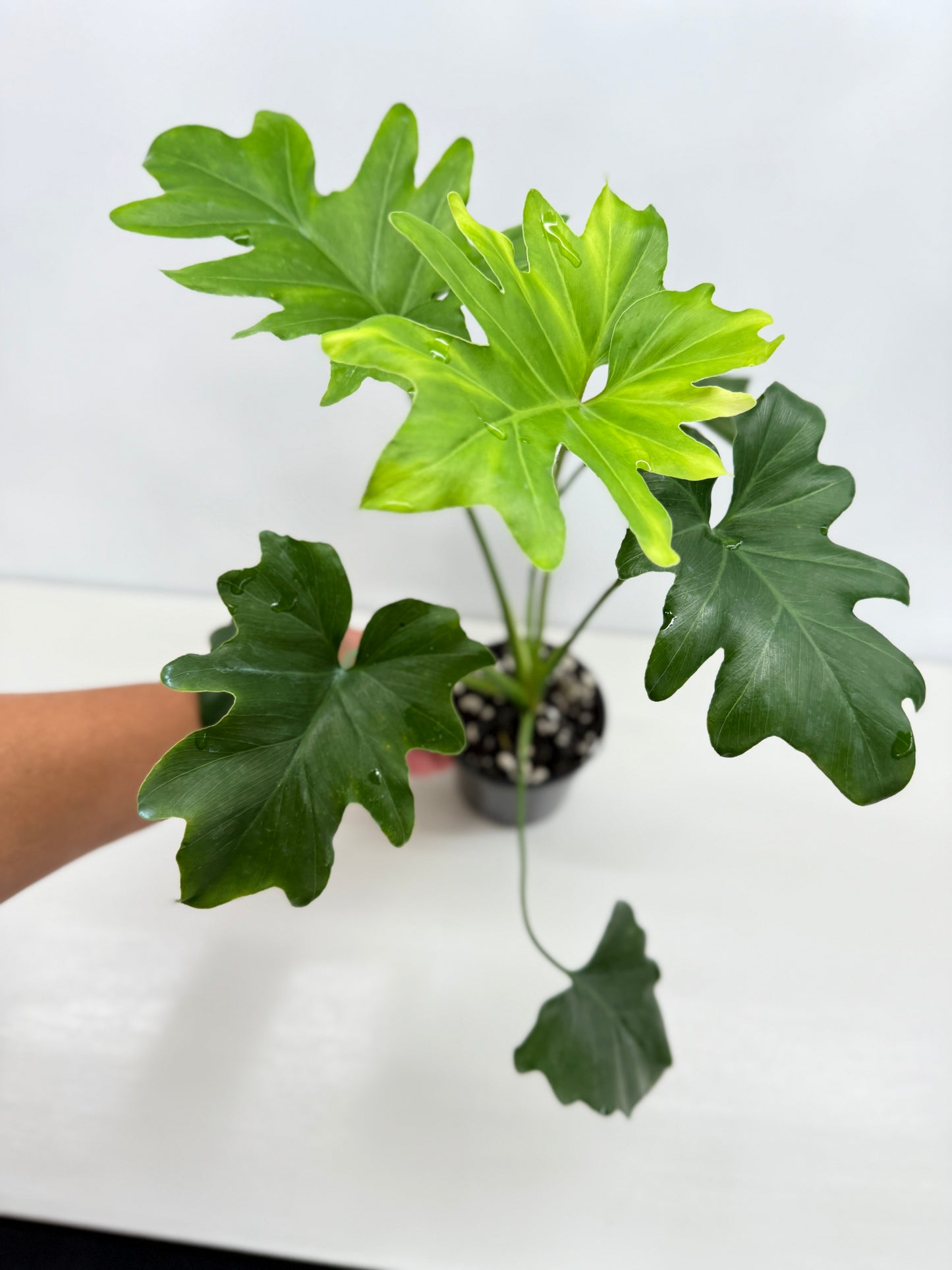 Philodendron Selloum Hope Z38