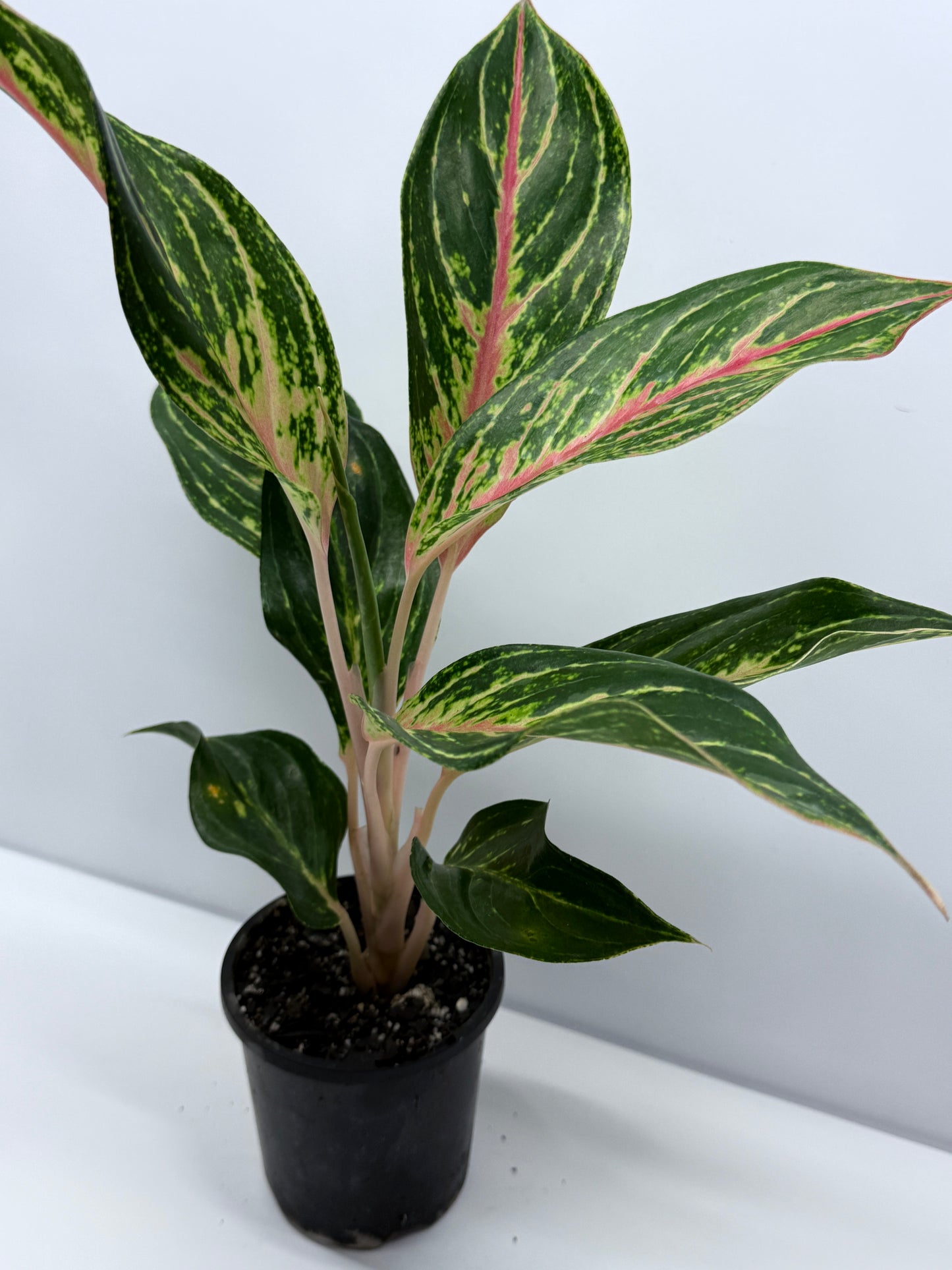 Aglaonema Night Sparkle R27