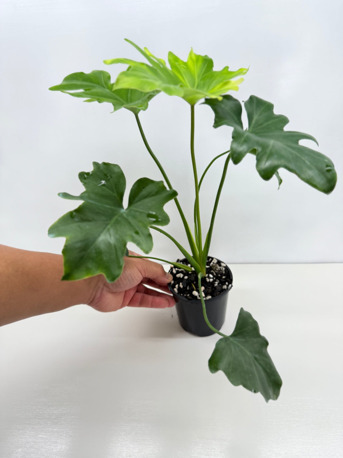 Philodendron Selloum Hope Z38