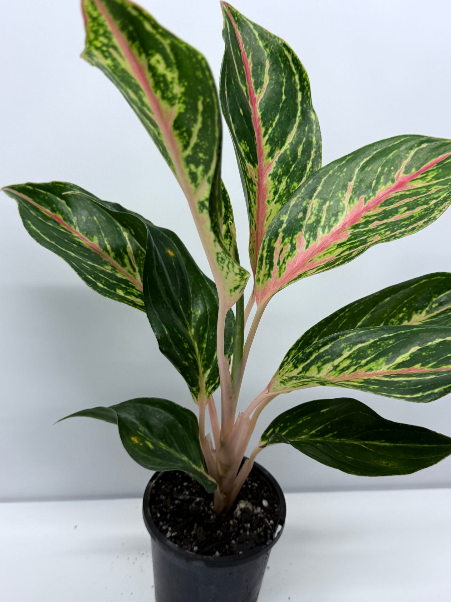 Aglaonema Night Sparkle R27