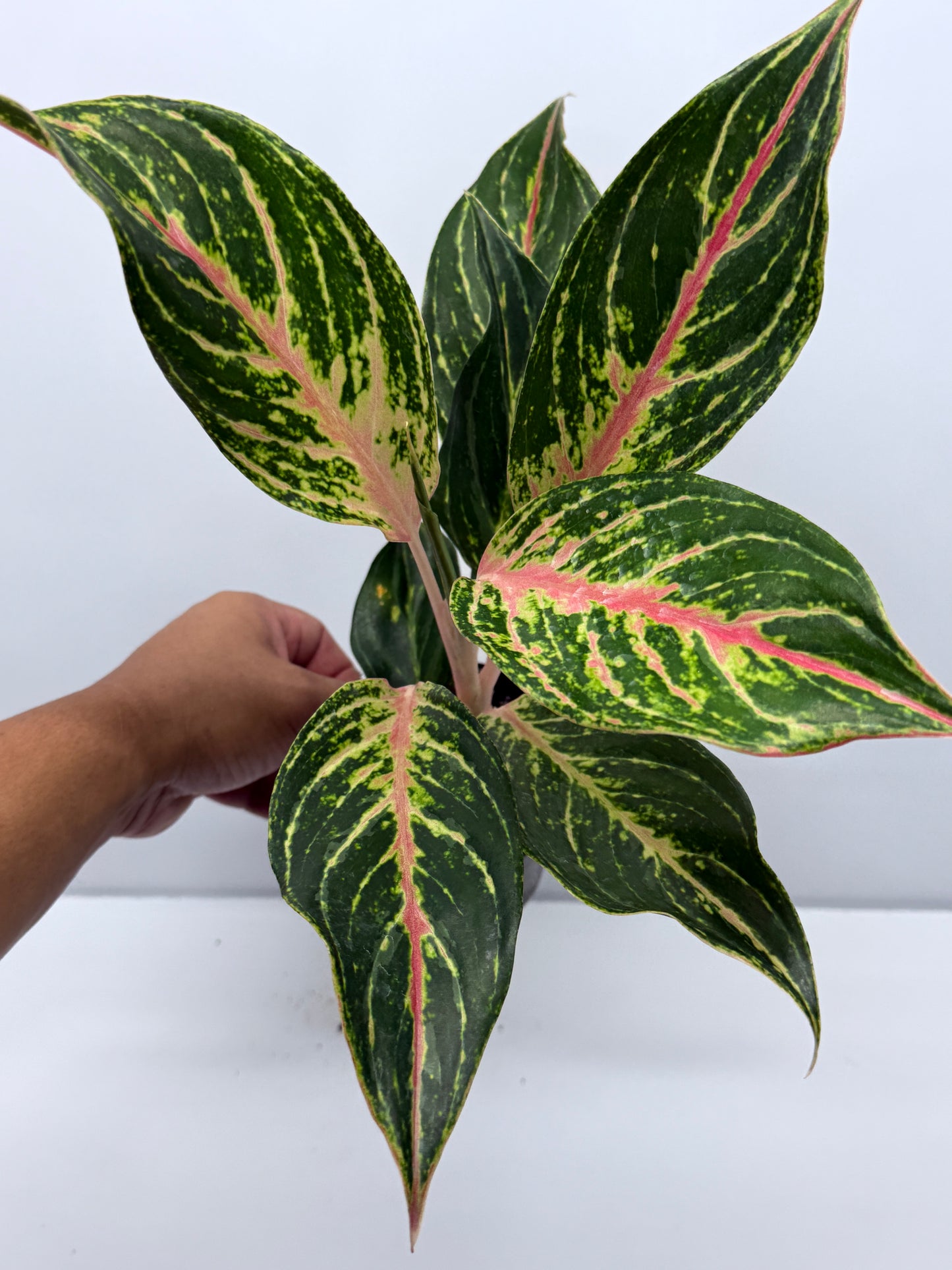 Aglaonema Night Sparkle R27