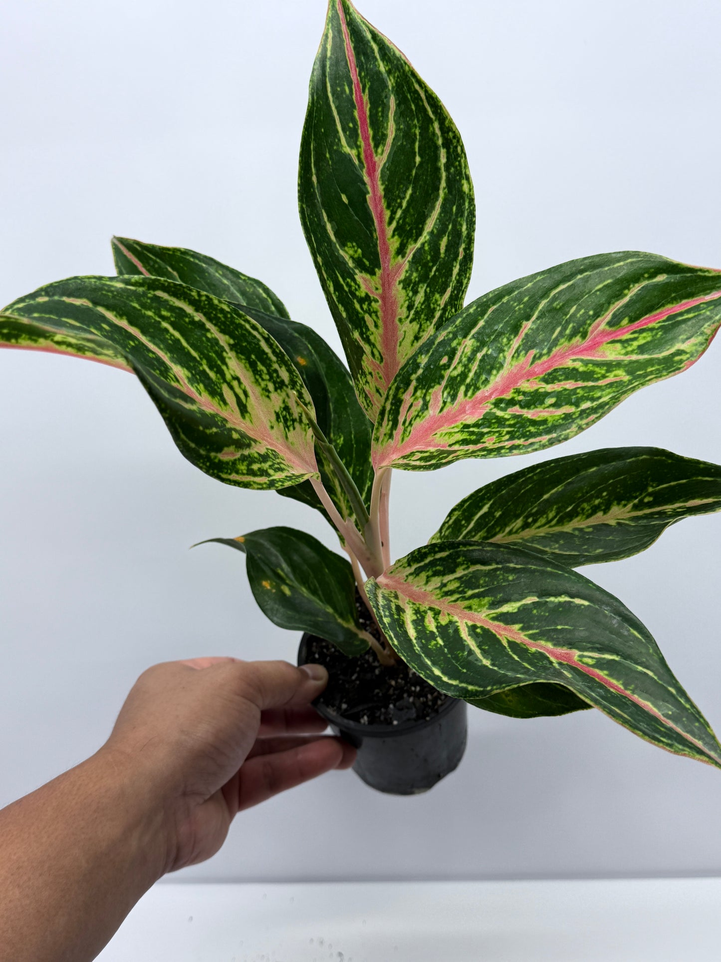 Aglaonema Night Sparkle R27