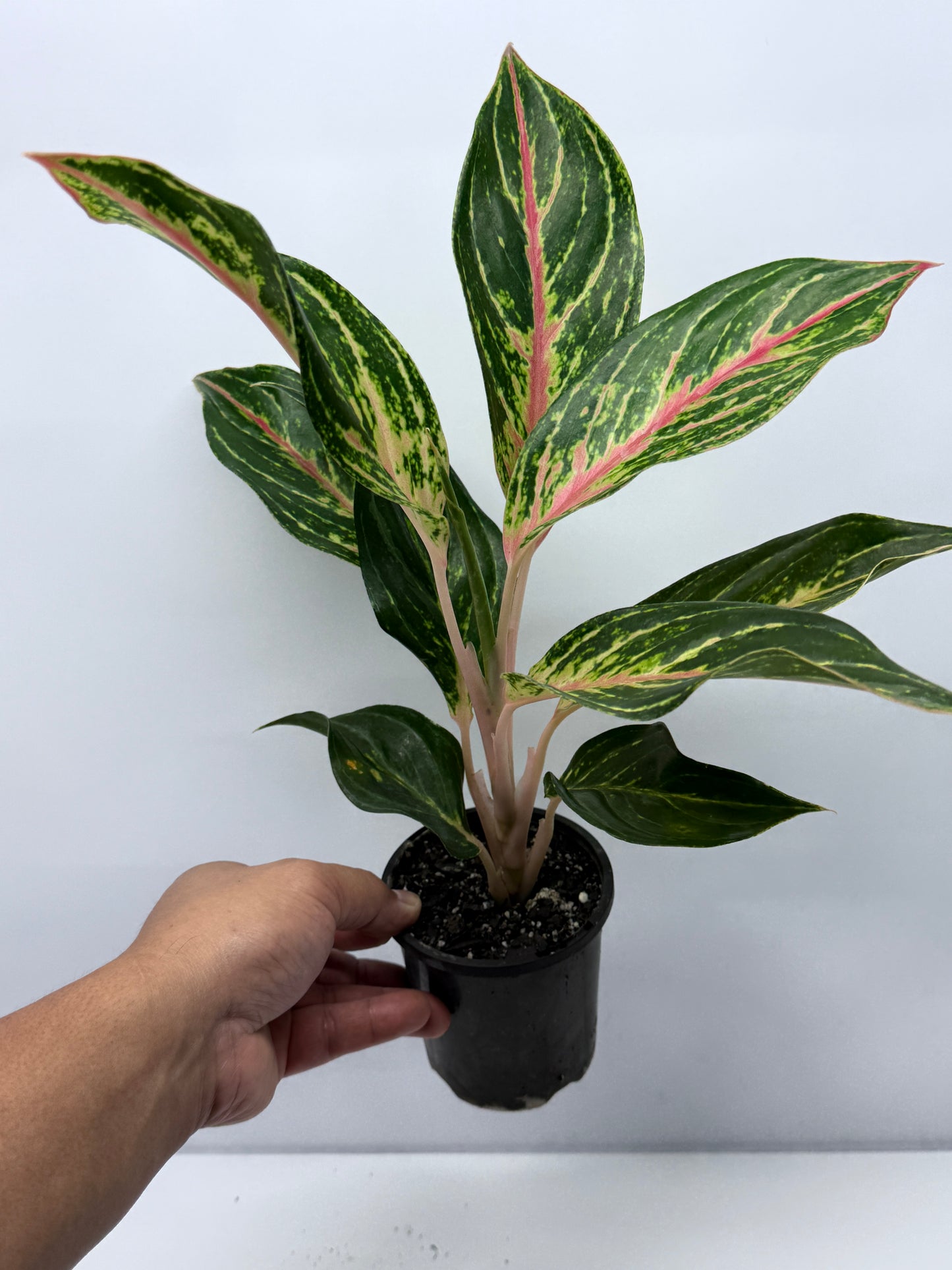 Aglaonema Night Sparkle R27