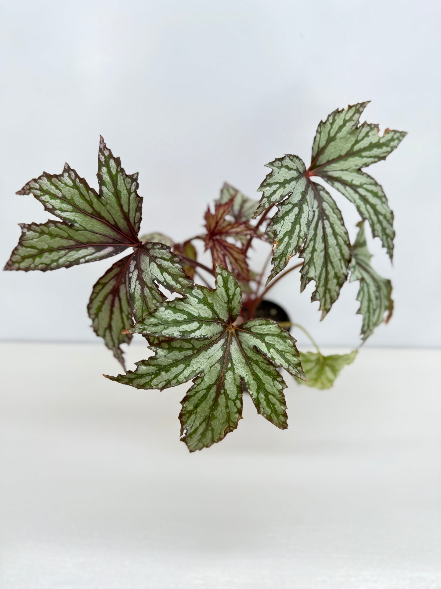 Begonia Benitochiba Z41